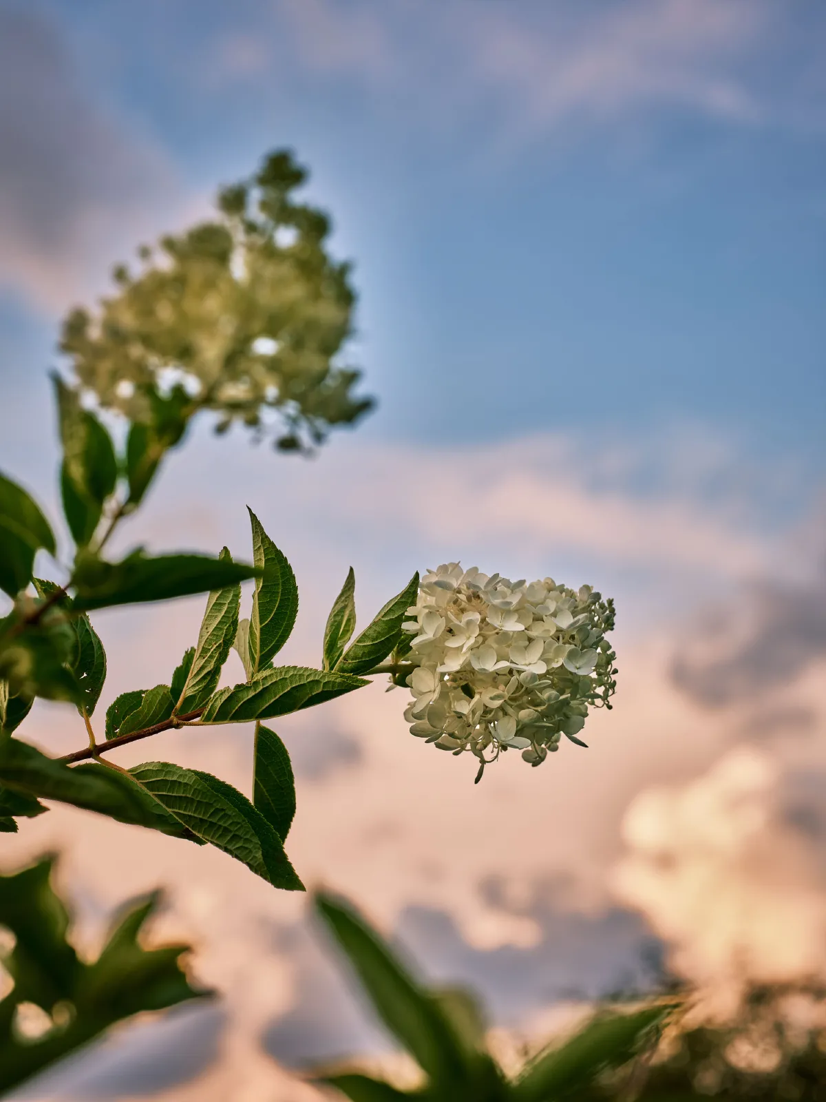 绣球花2