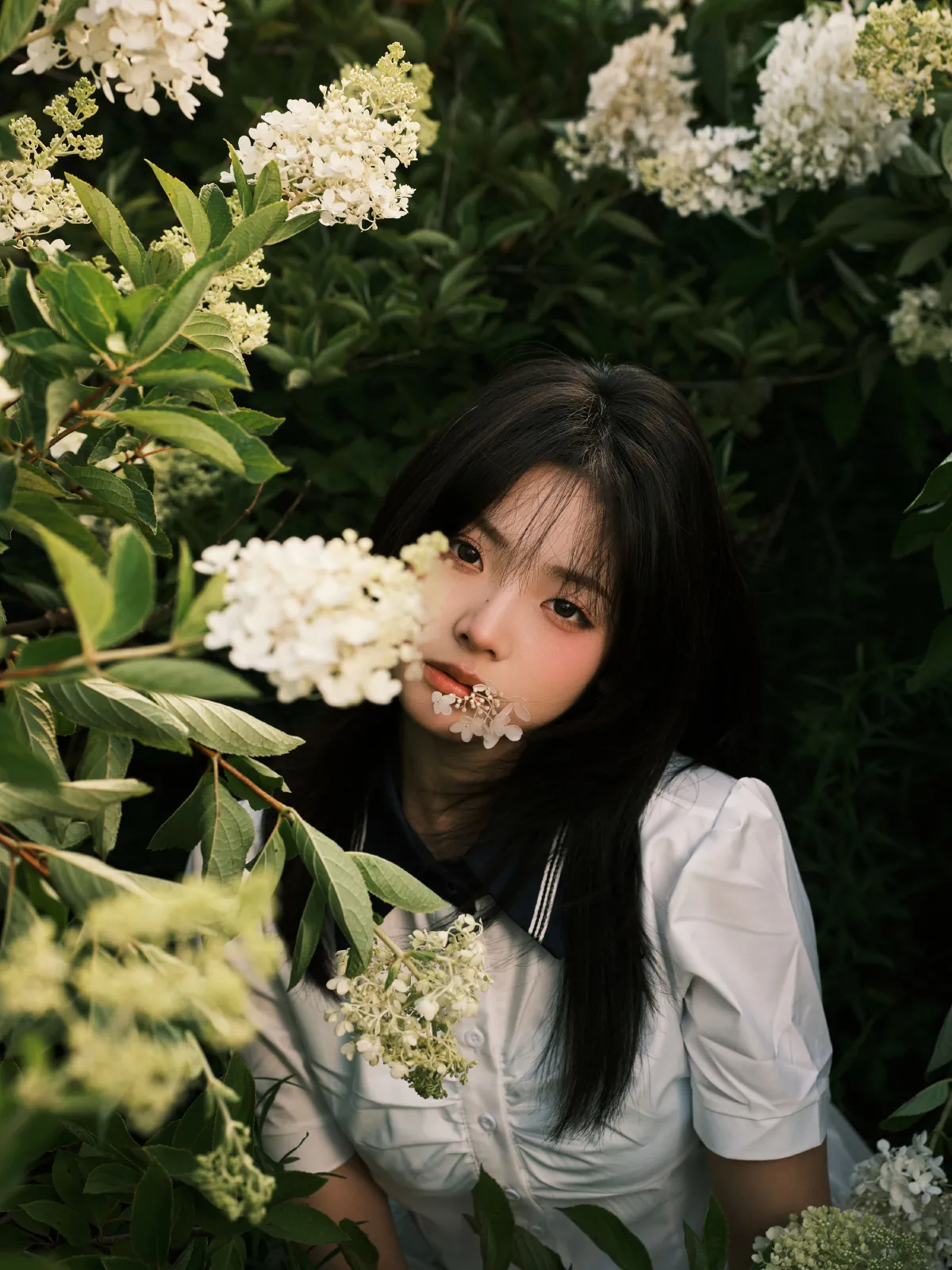 绣球花4
