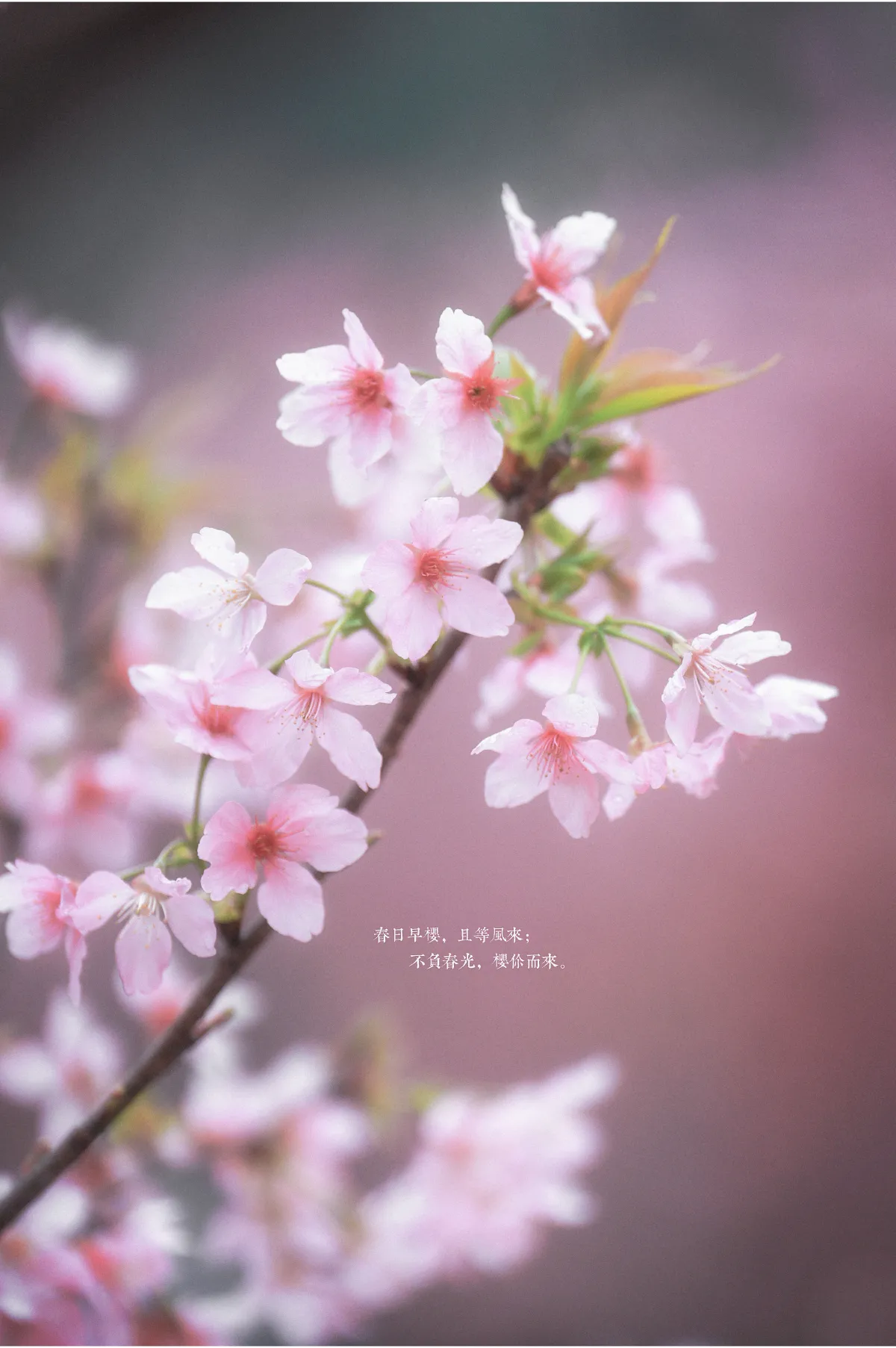 古风人像拍摄-樱花-陌上花开