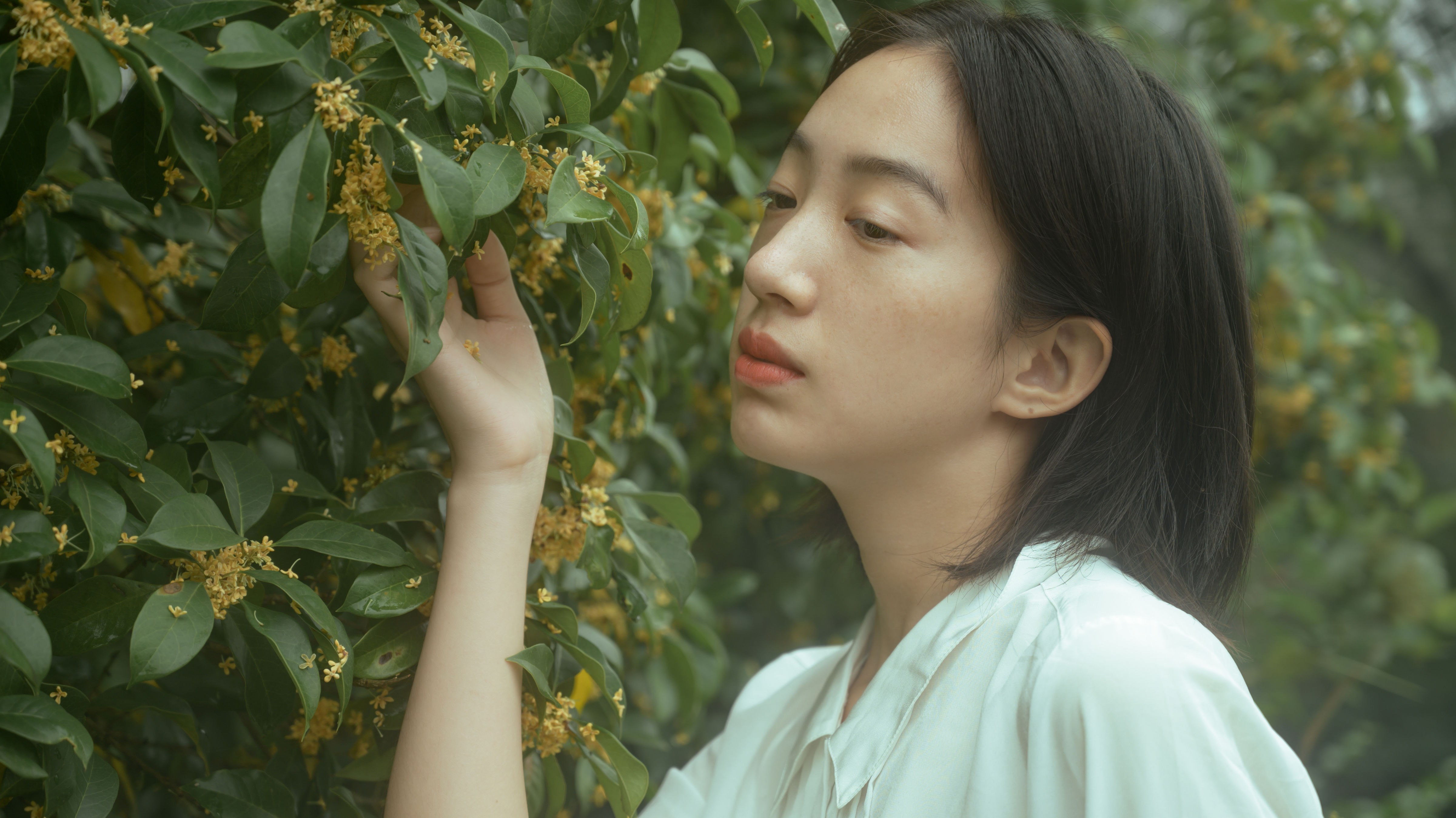 麦田晨雾1