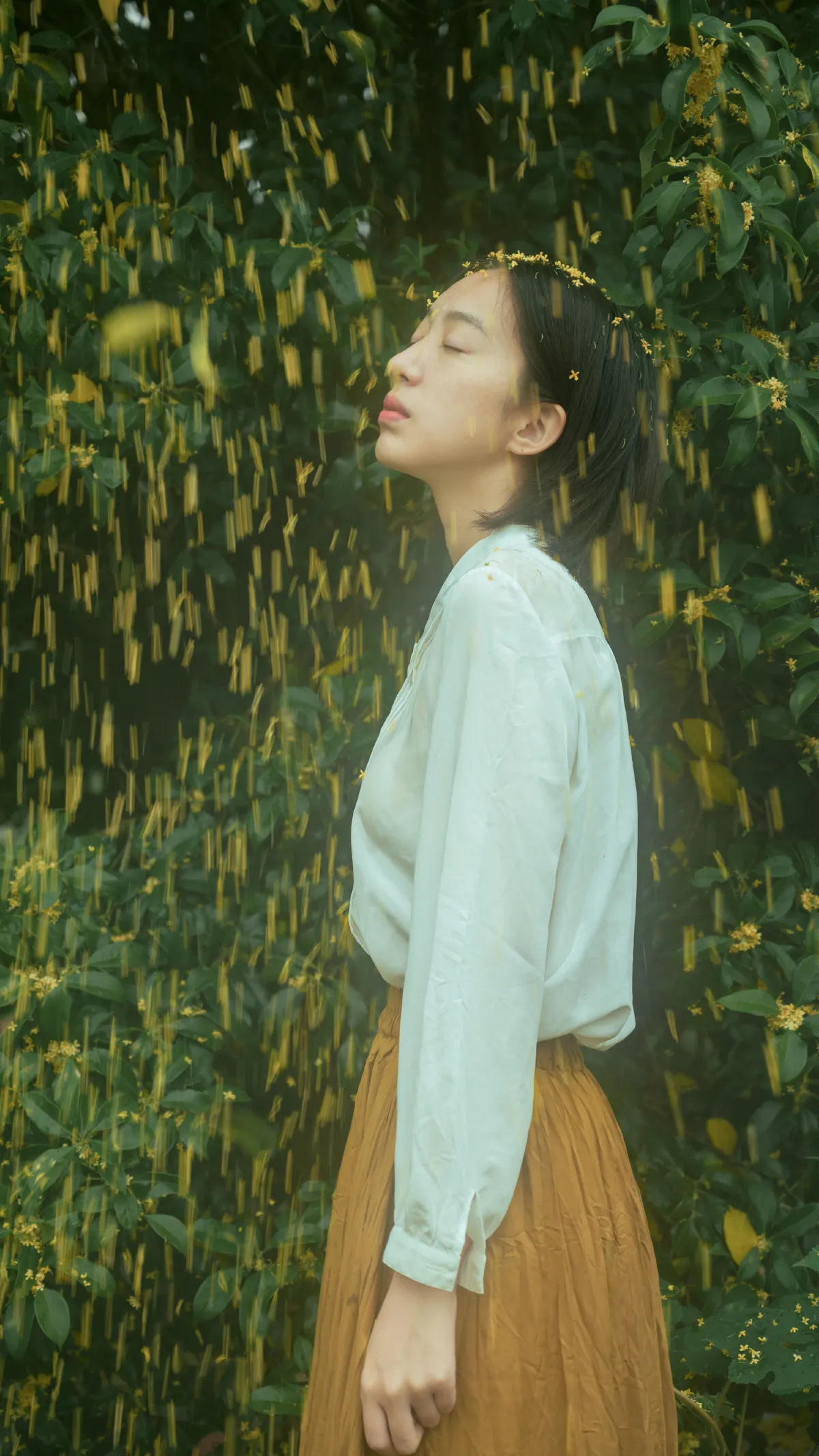 麦田晨雾3