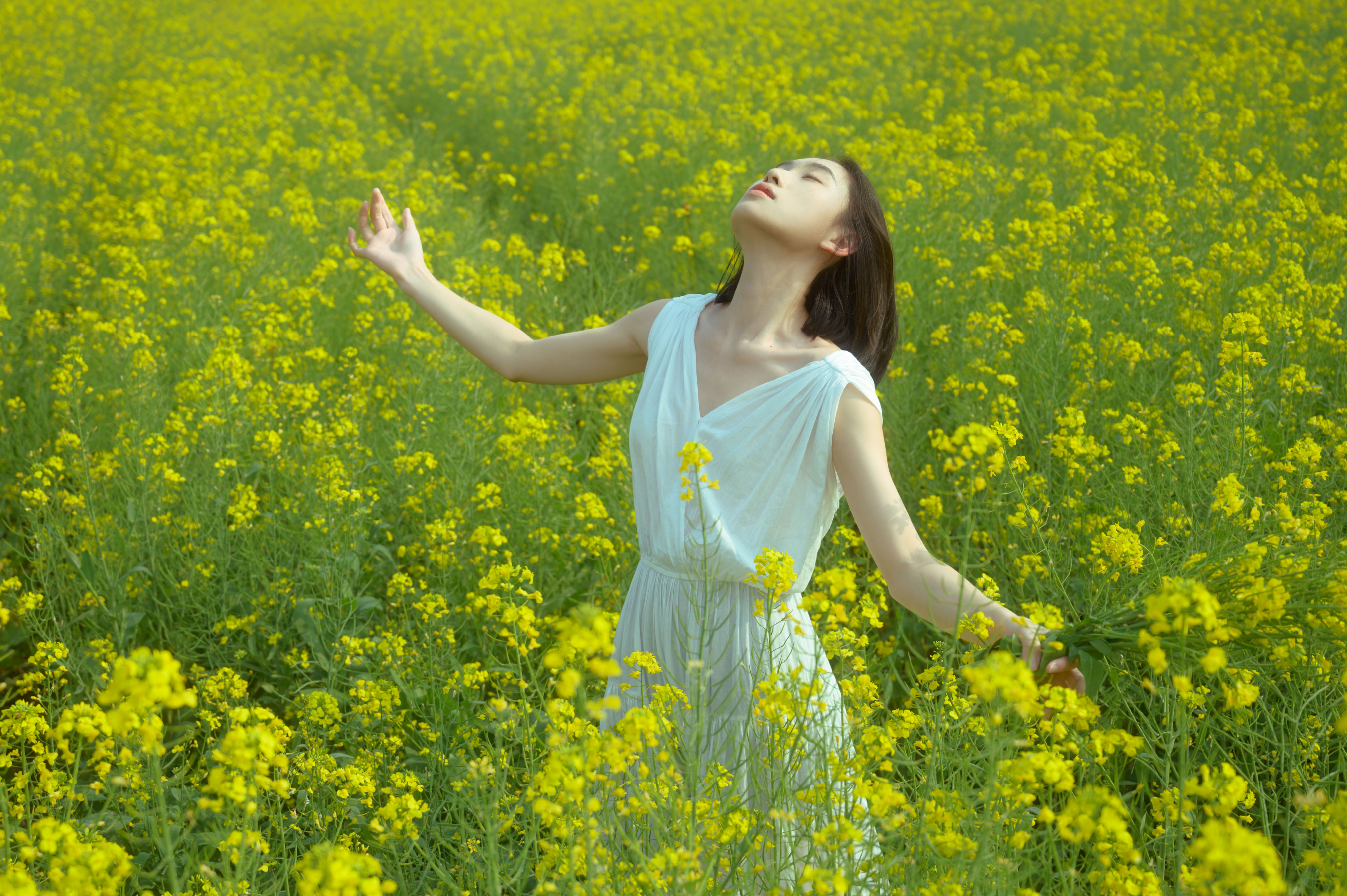 蝴蝶与油菜花1