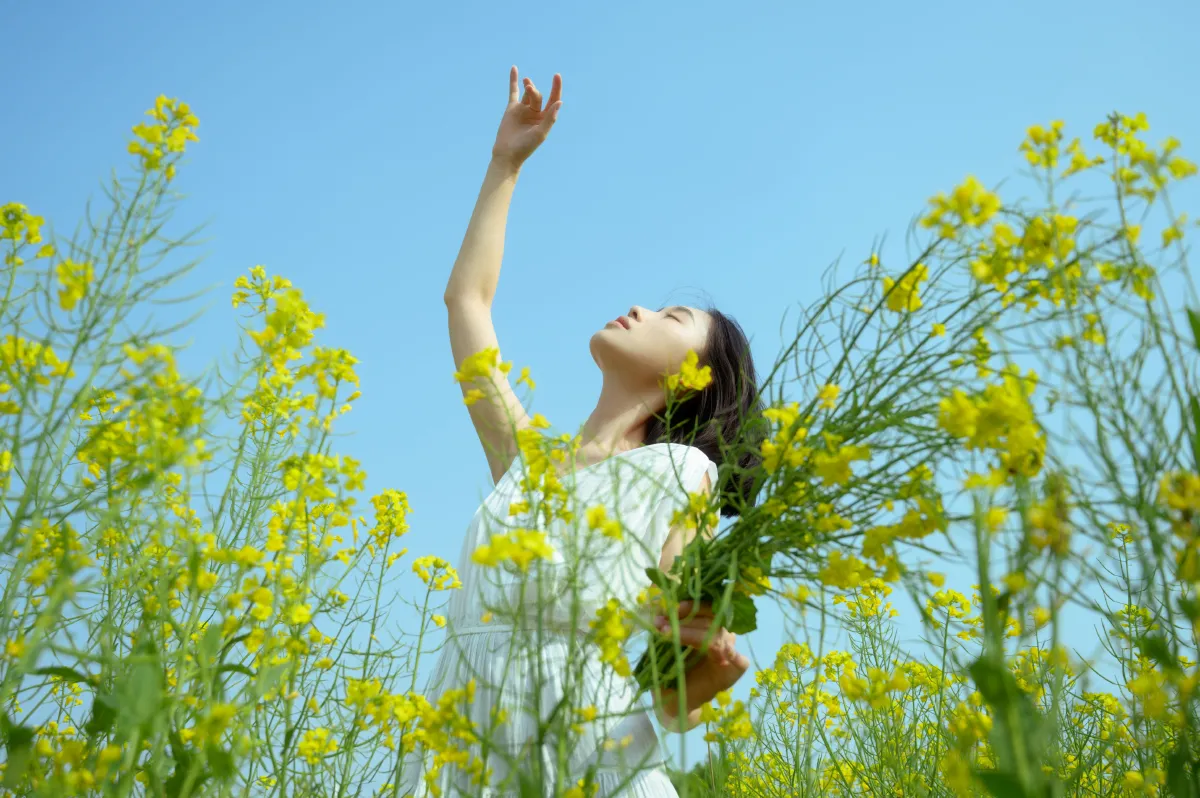 蝴蝶与油菜花3