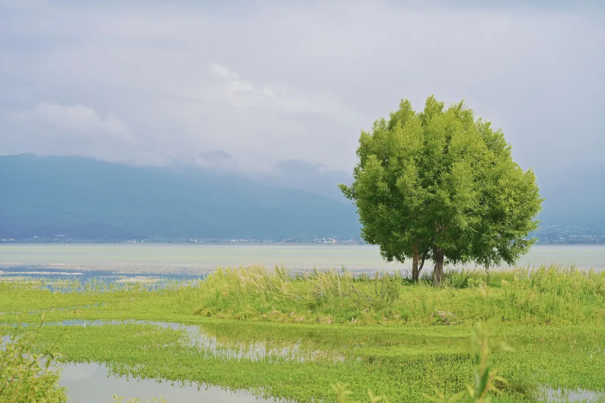 拉市海湿地公园1
