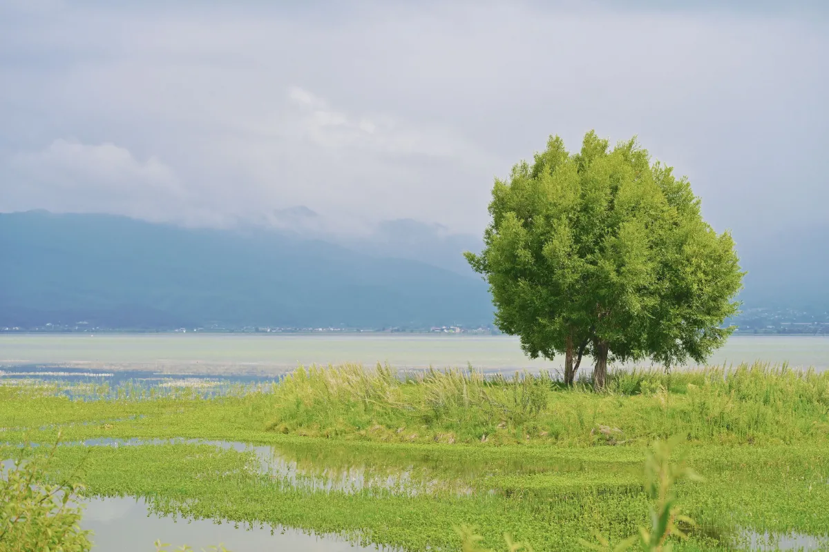 拉市海湿地公园