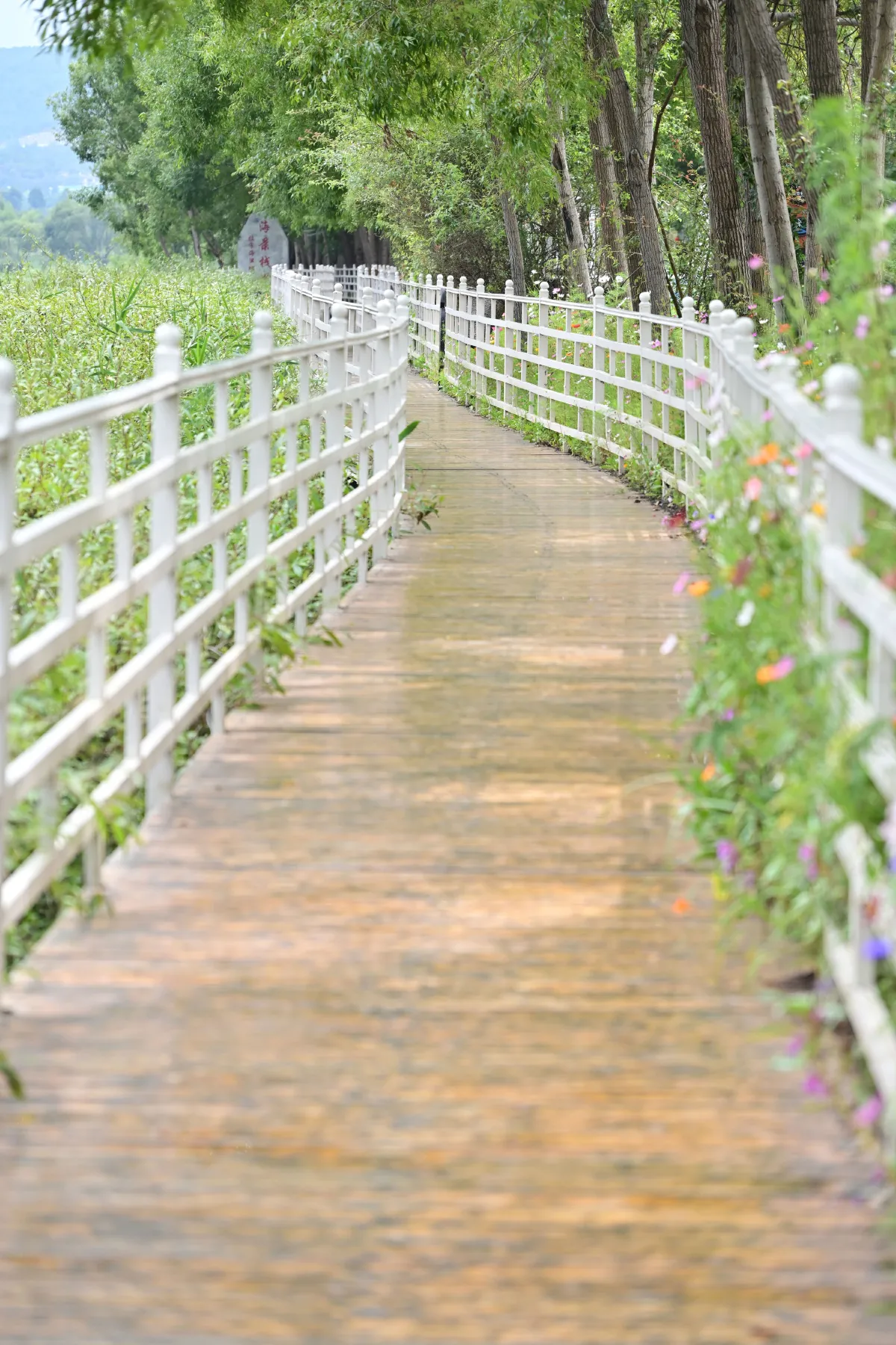 拉市海湿地公园2