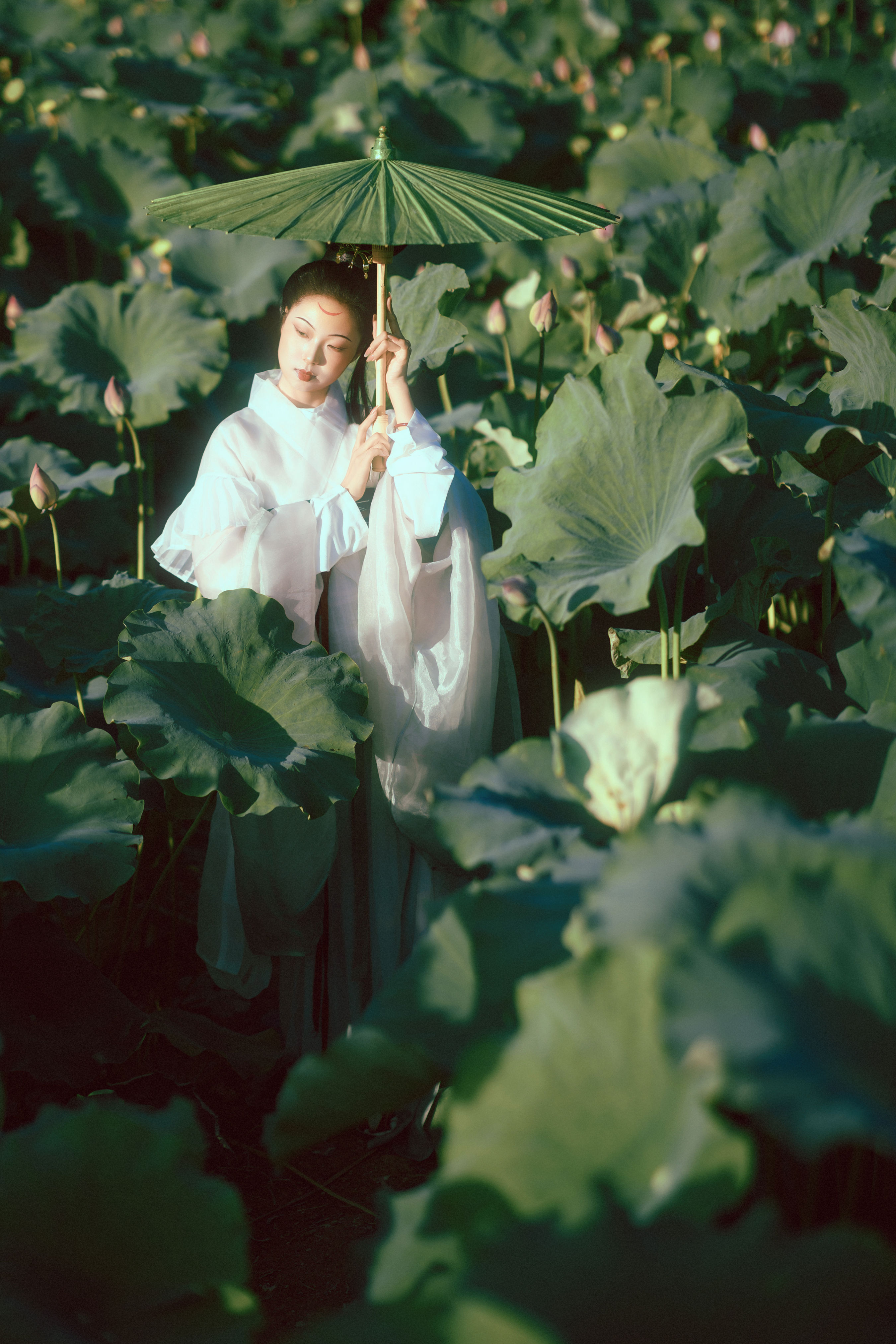 晚荷1