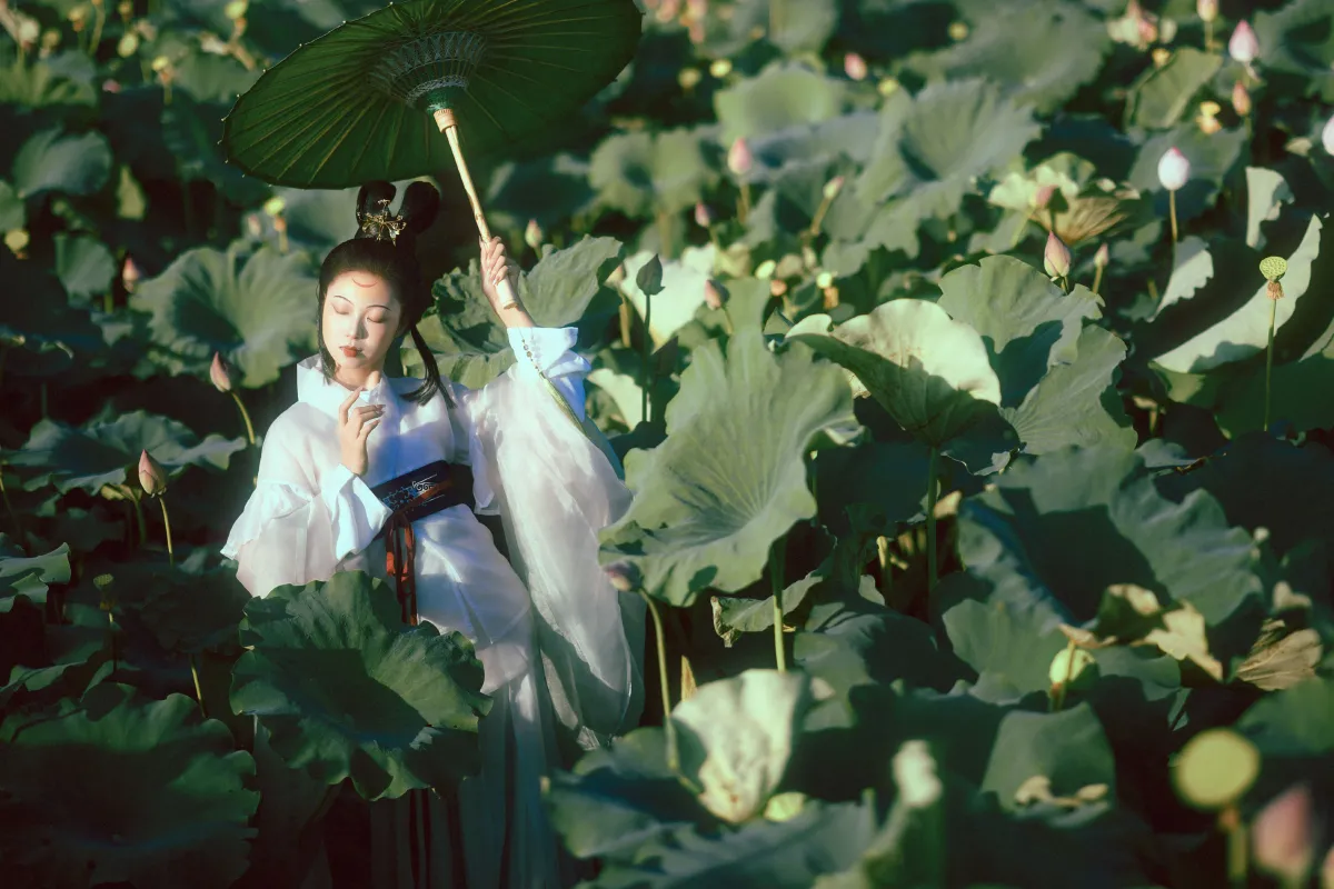 晚荷2