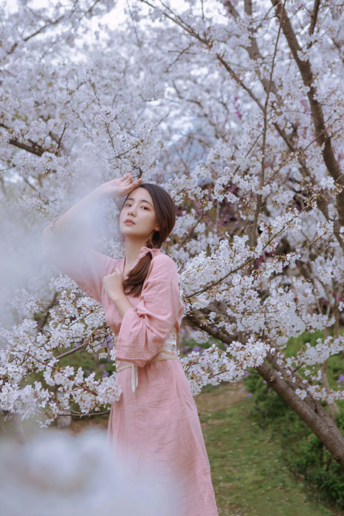 起风渐暖，樱花将灿1
