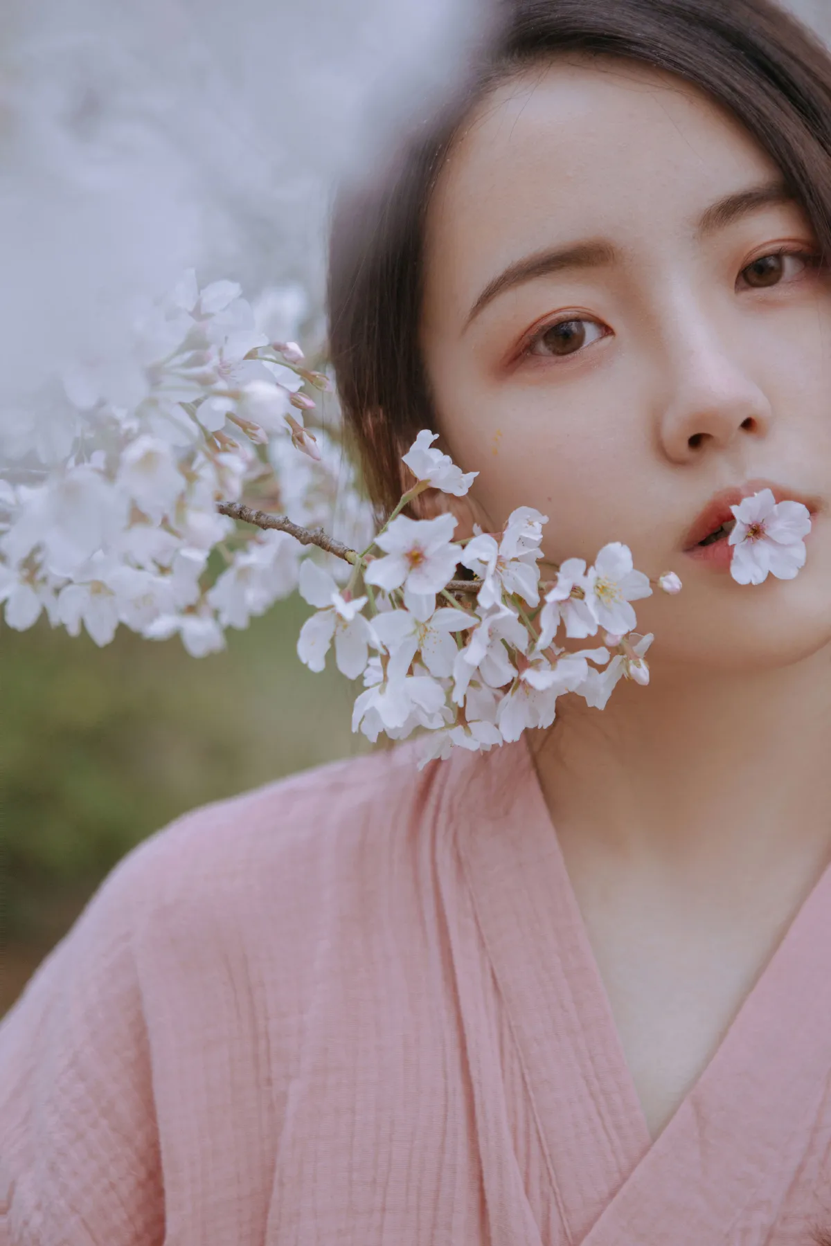 起风渐暖，樱花将灿