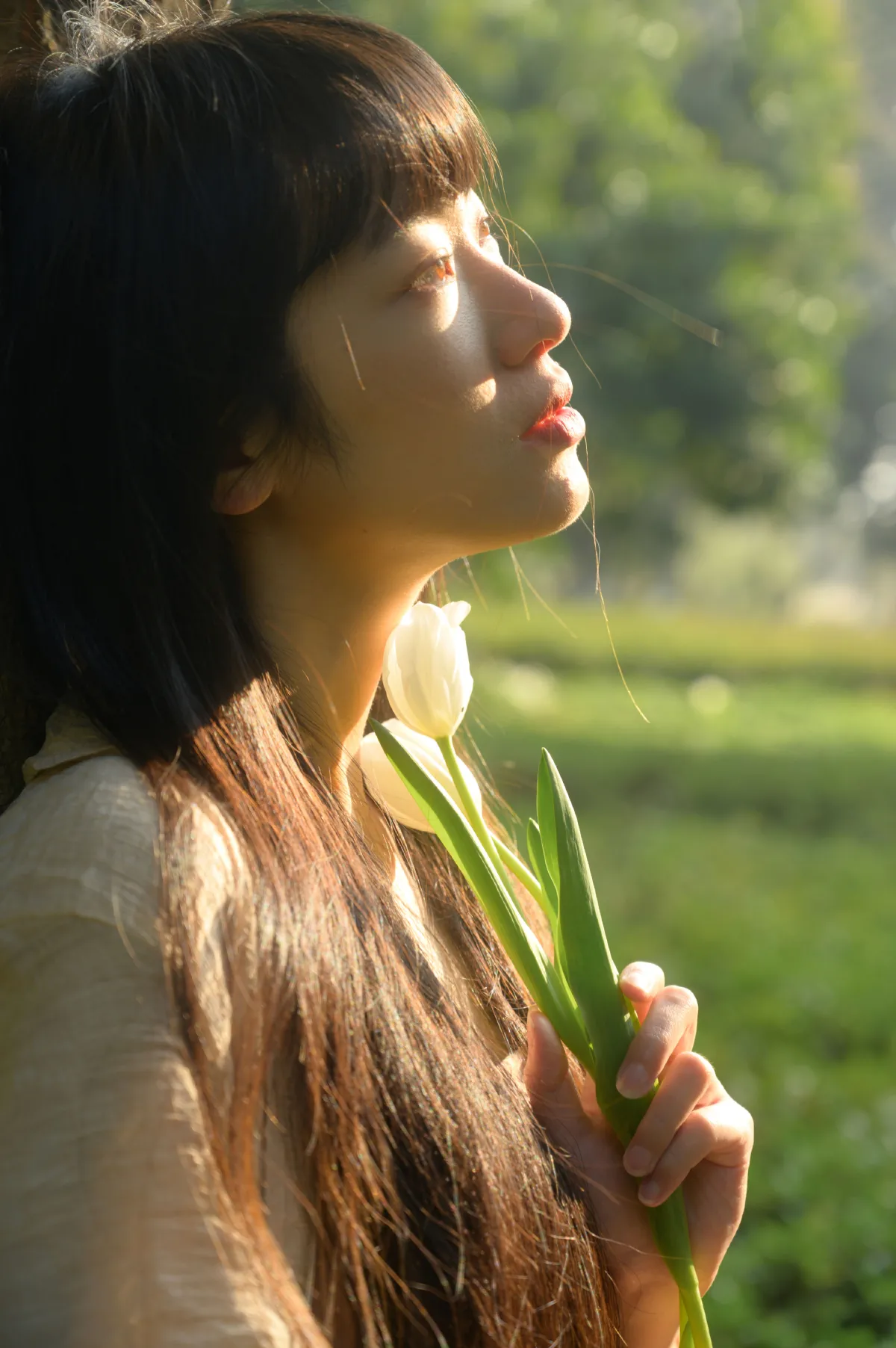 光与郁金香1