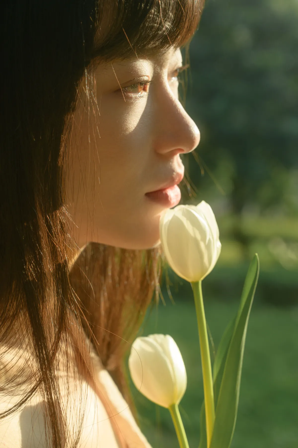 光与郁金香5