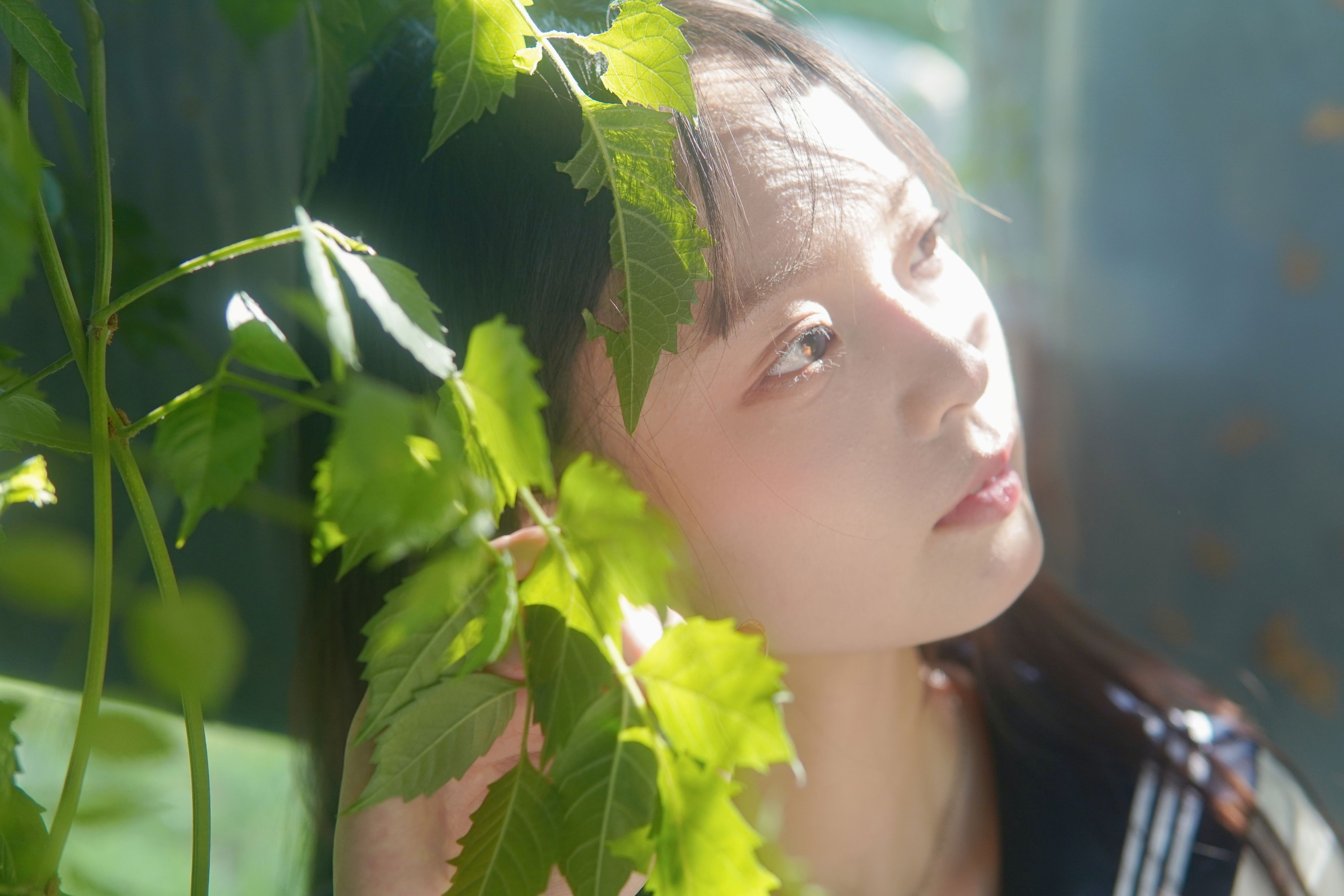 凌霄花开1