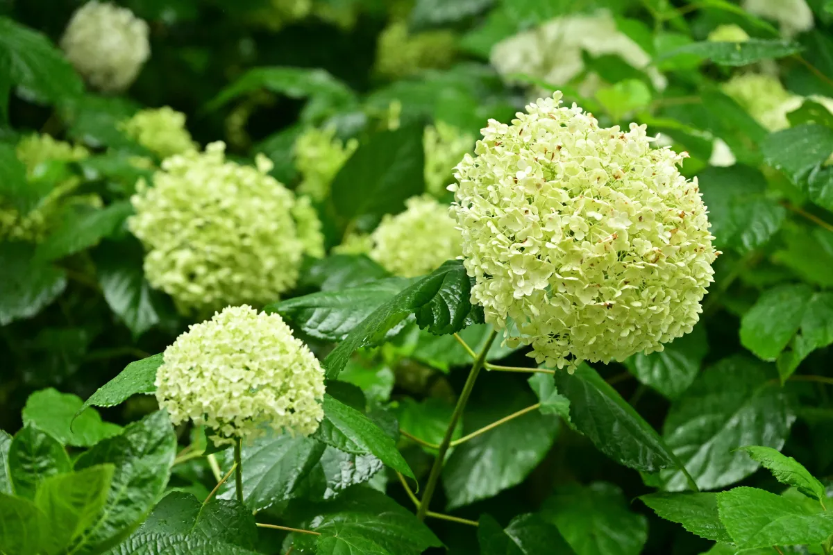 云岭天香的鲜花