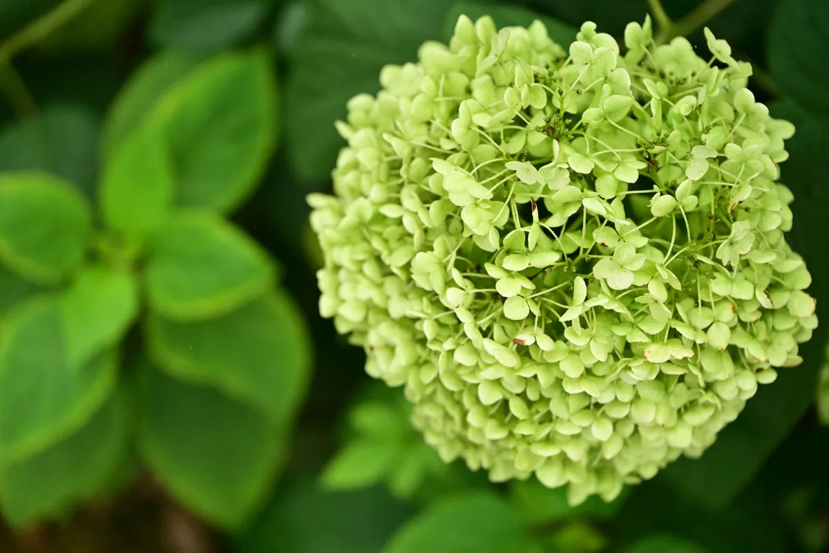 云岭天香的鲜花