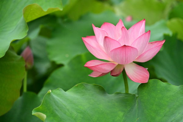 云岭天香的鲜花