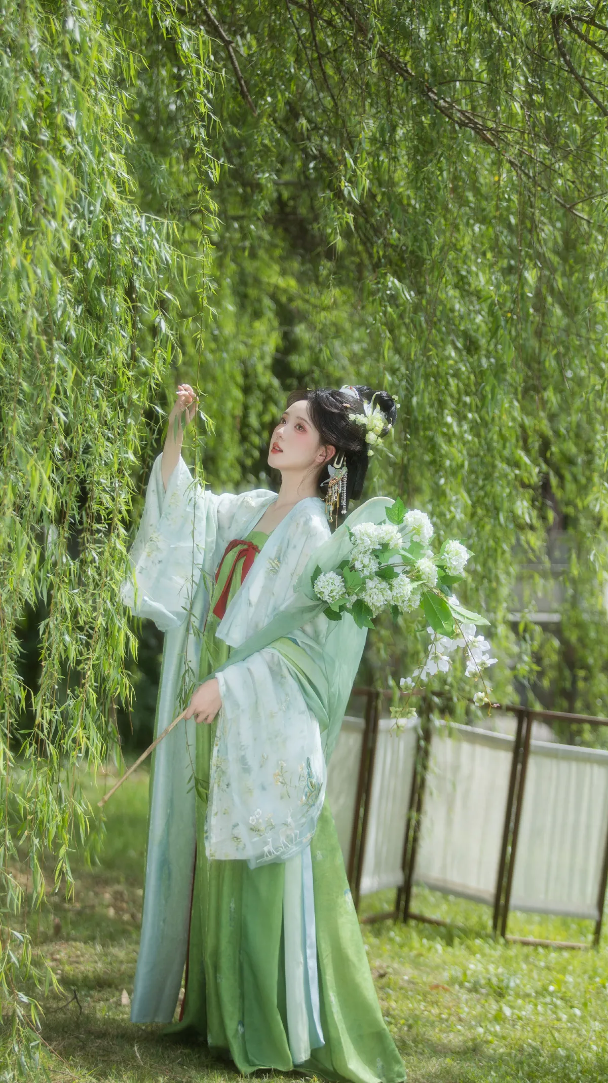 杨柳依依
