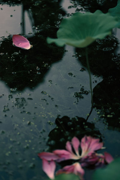 留得残荷听雨声