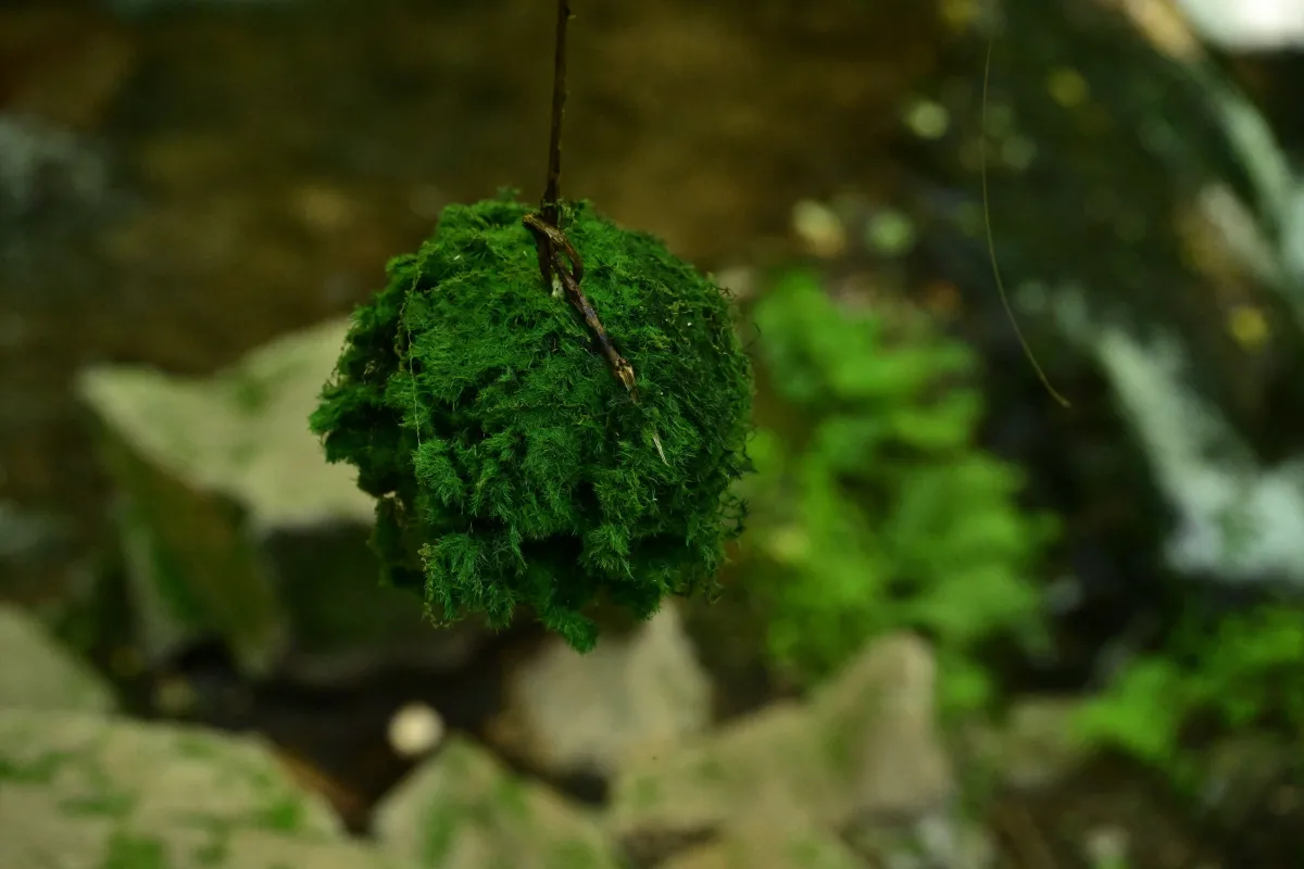 绿意重渡沟