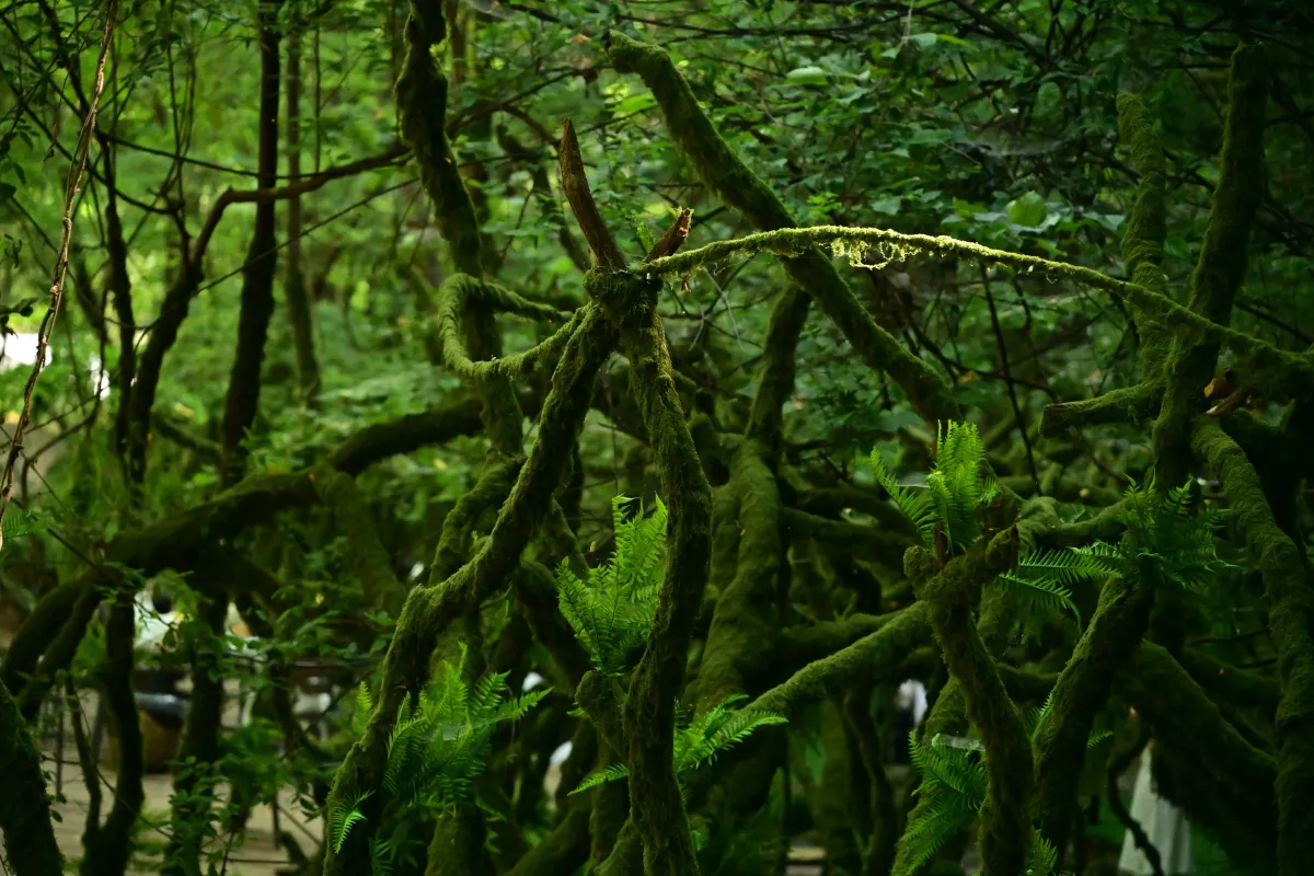绿意重渡沟
