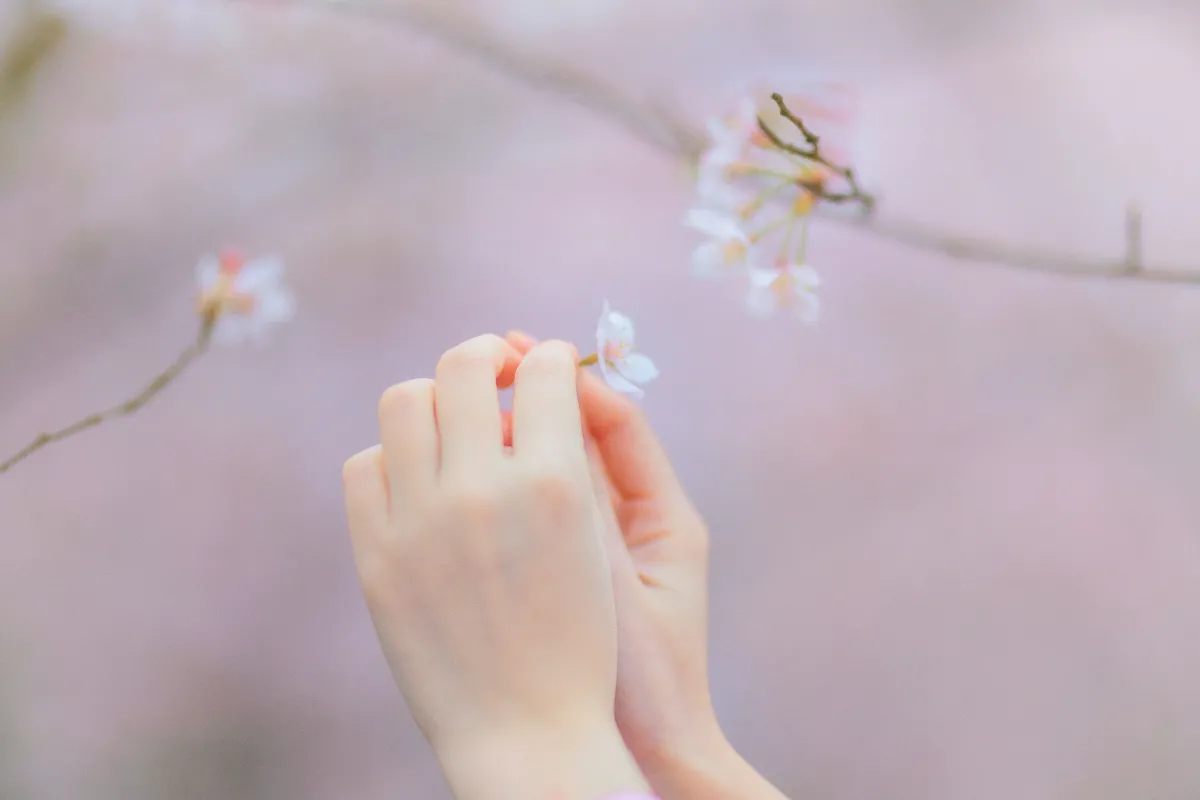 樱の物语