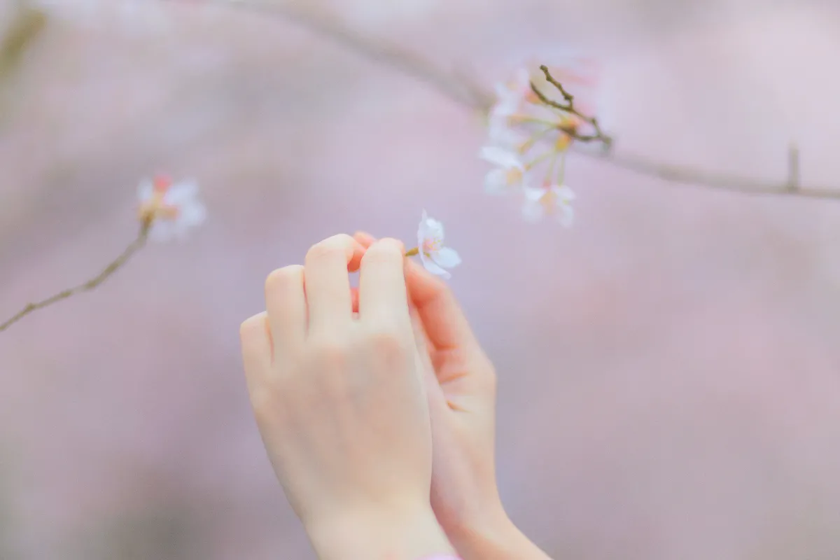 樱の物语1