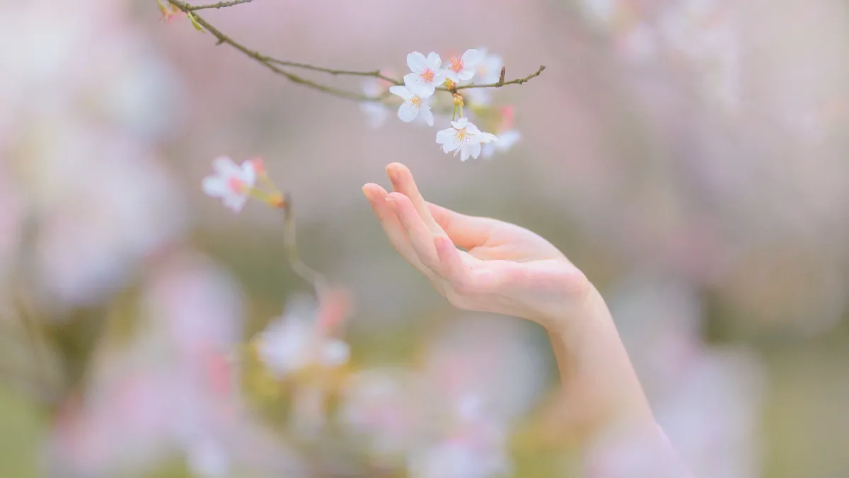 樱の物语3