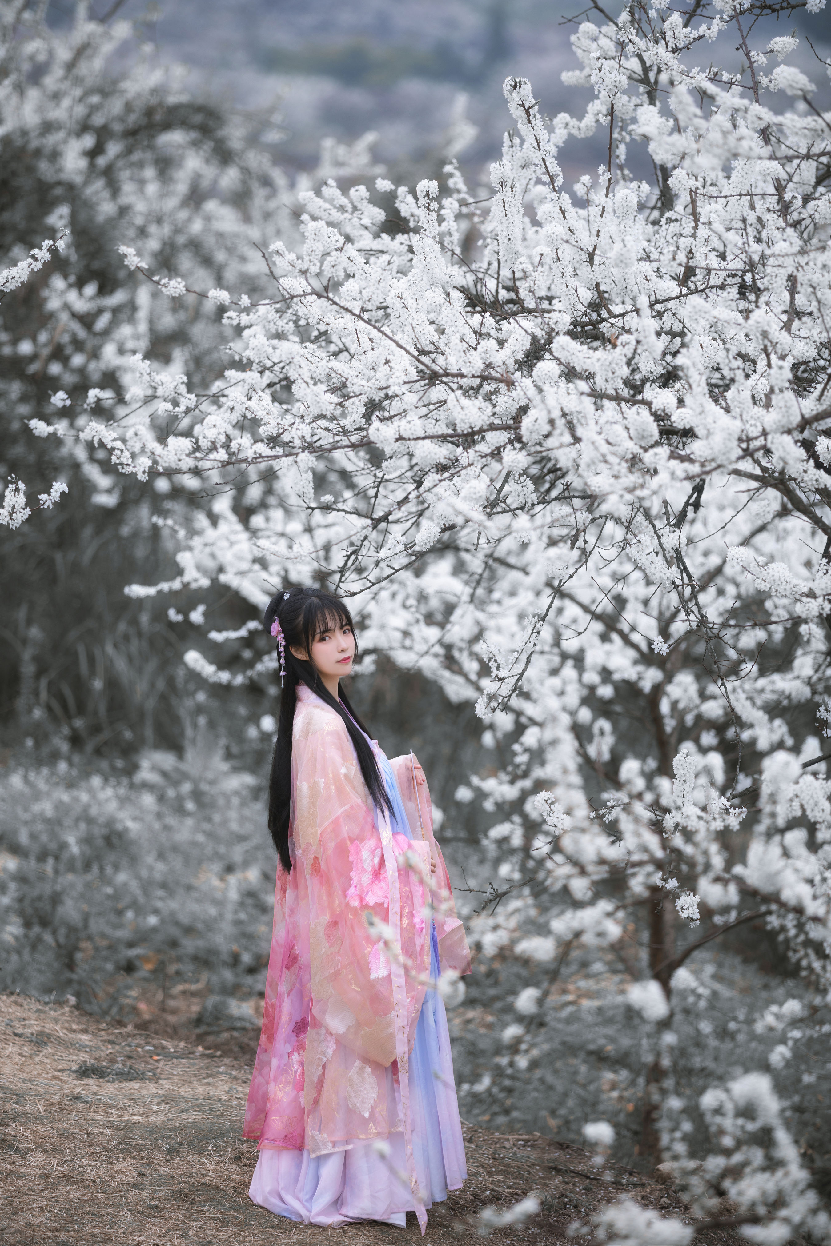 杏花弦外雨