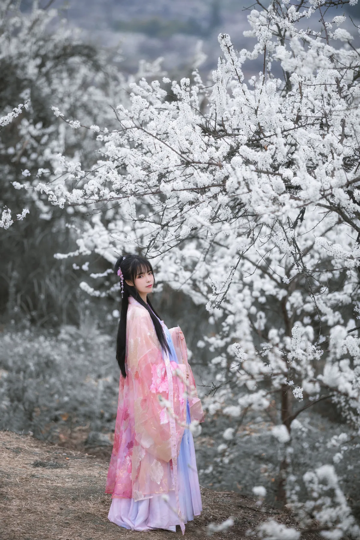 杏花弦外雨1