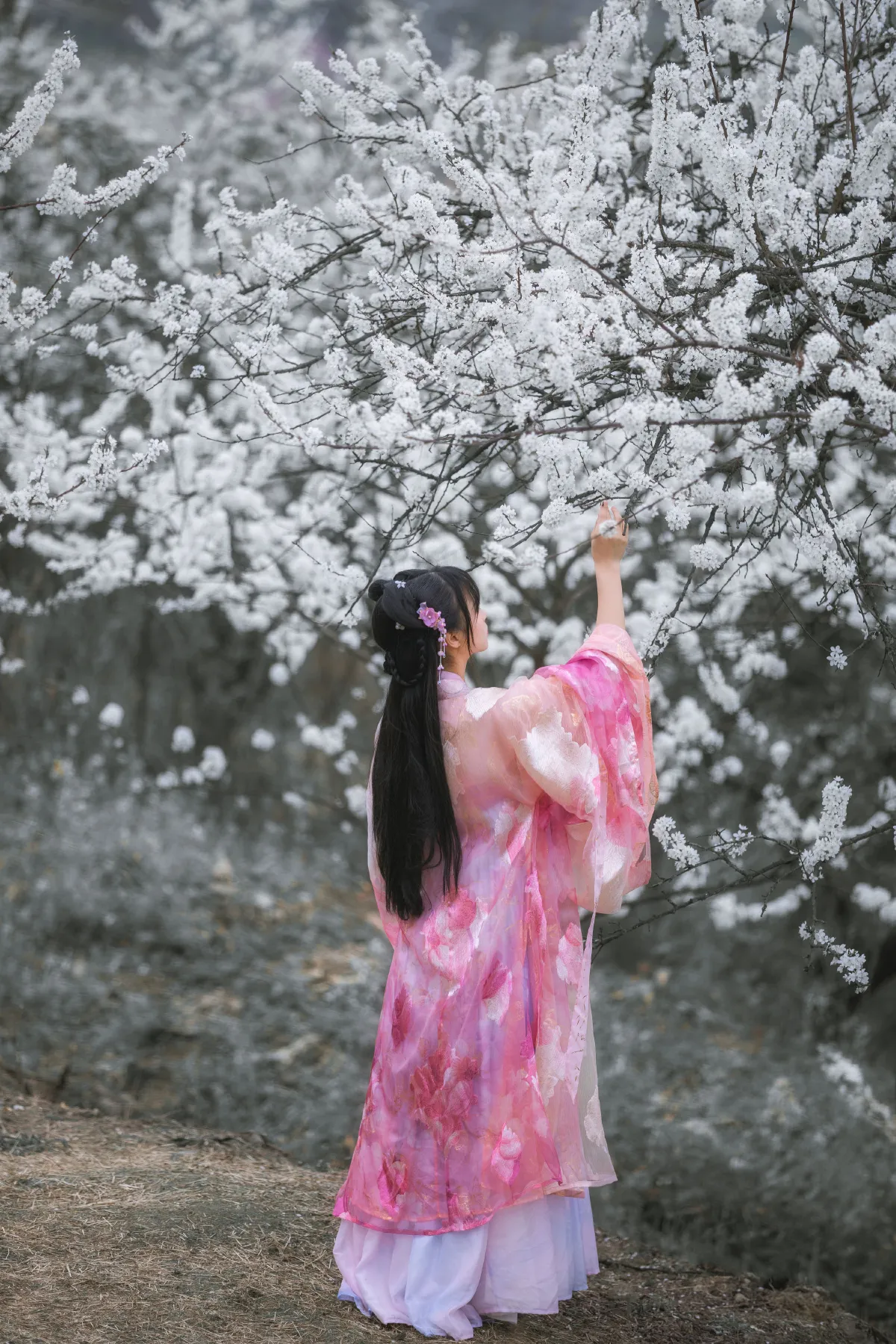 杏花弦外雨2