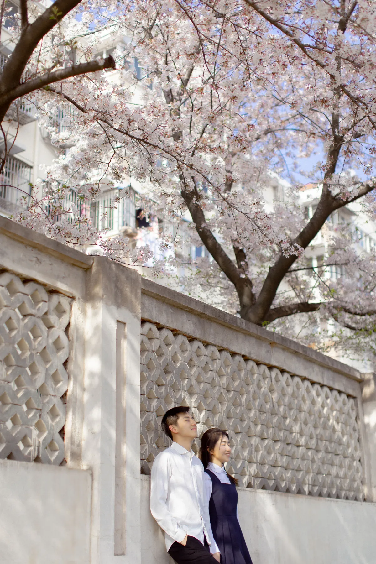 粉樱花语