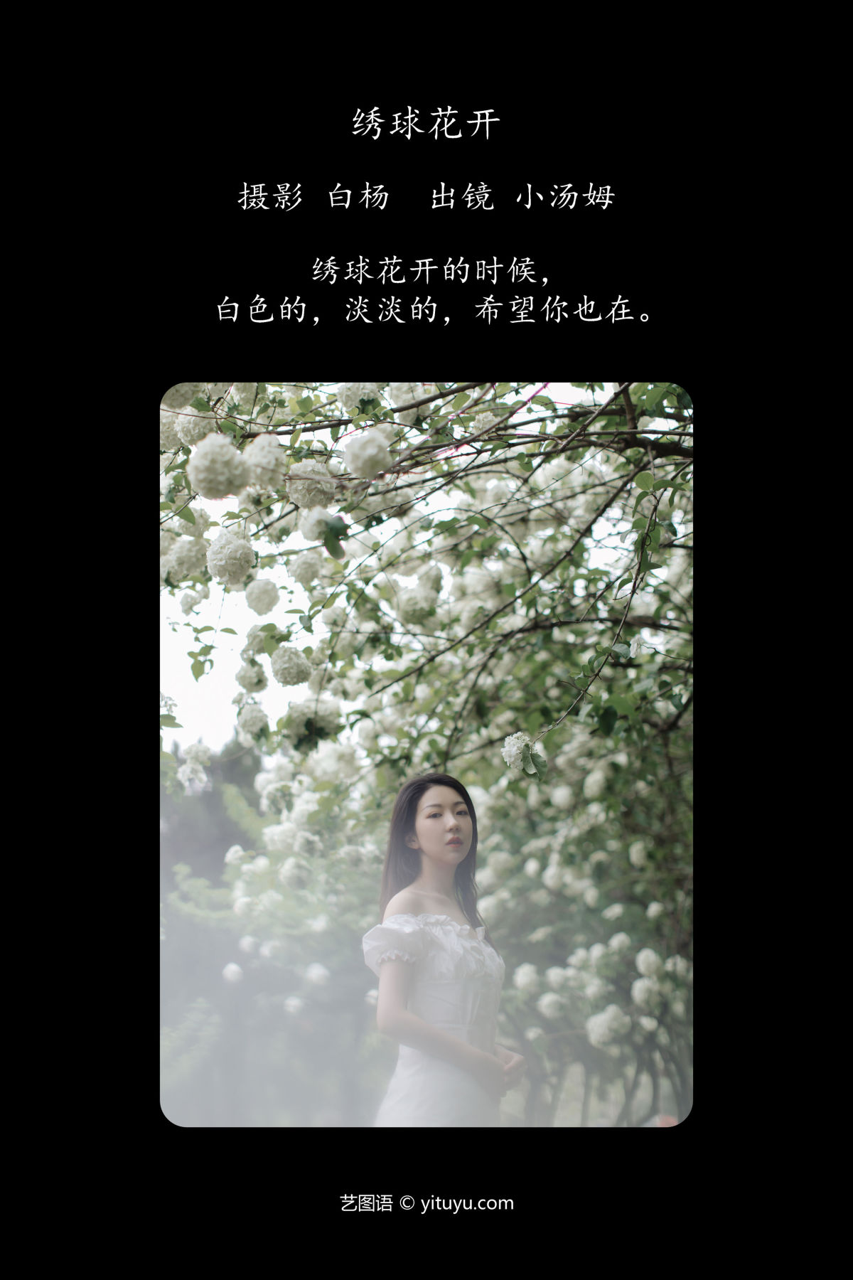 白杨_小汤姆《绣球花开》美图作品图片2