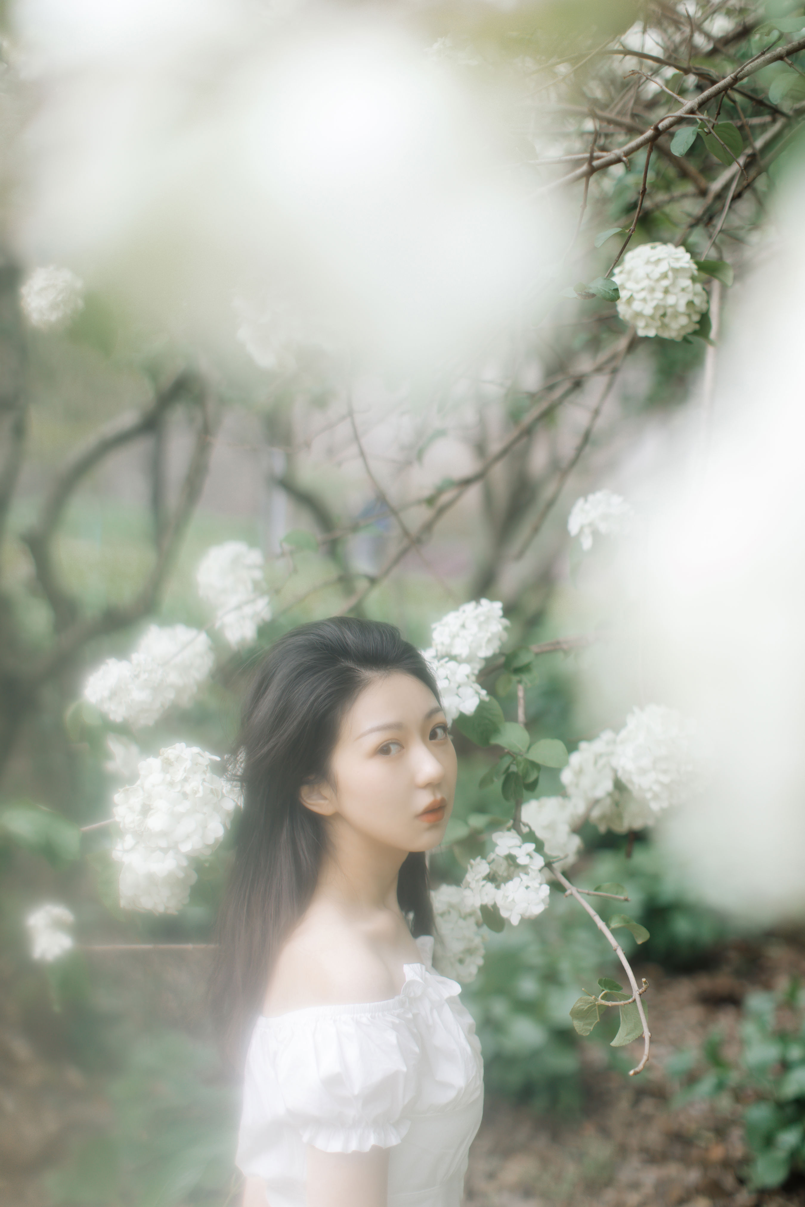 绣球花开