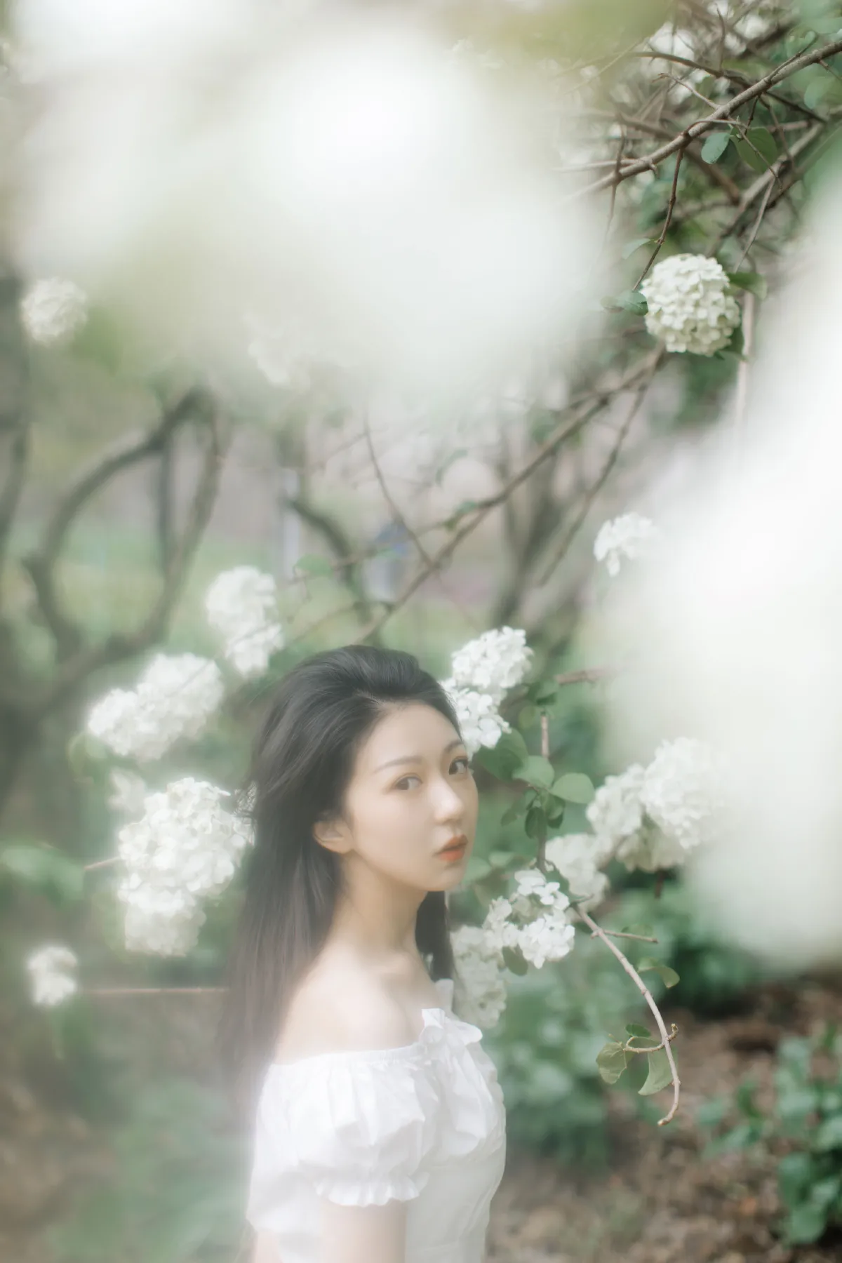 绣球花开