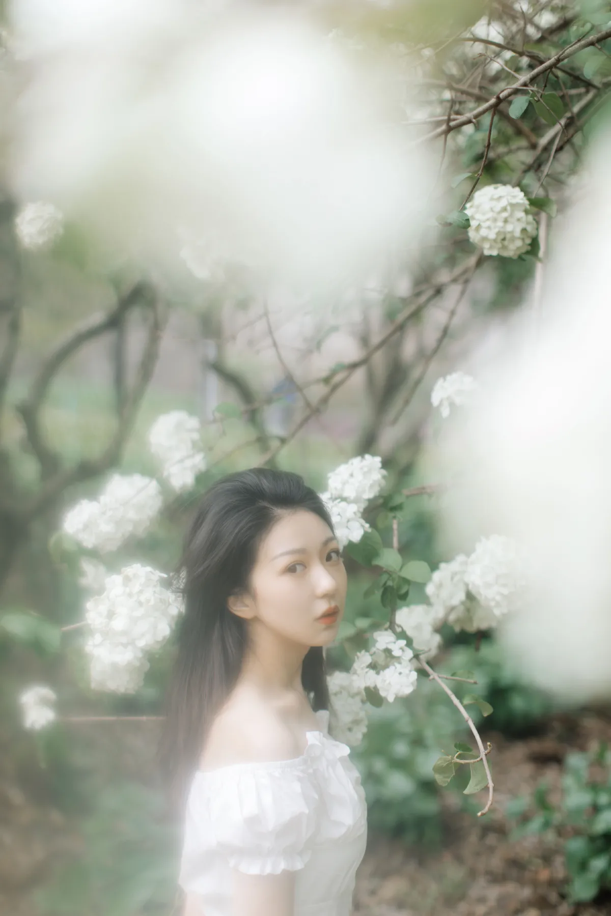 绣球花开1