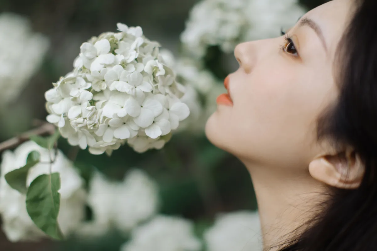 绣球花开