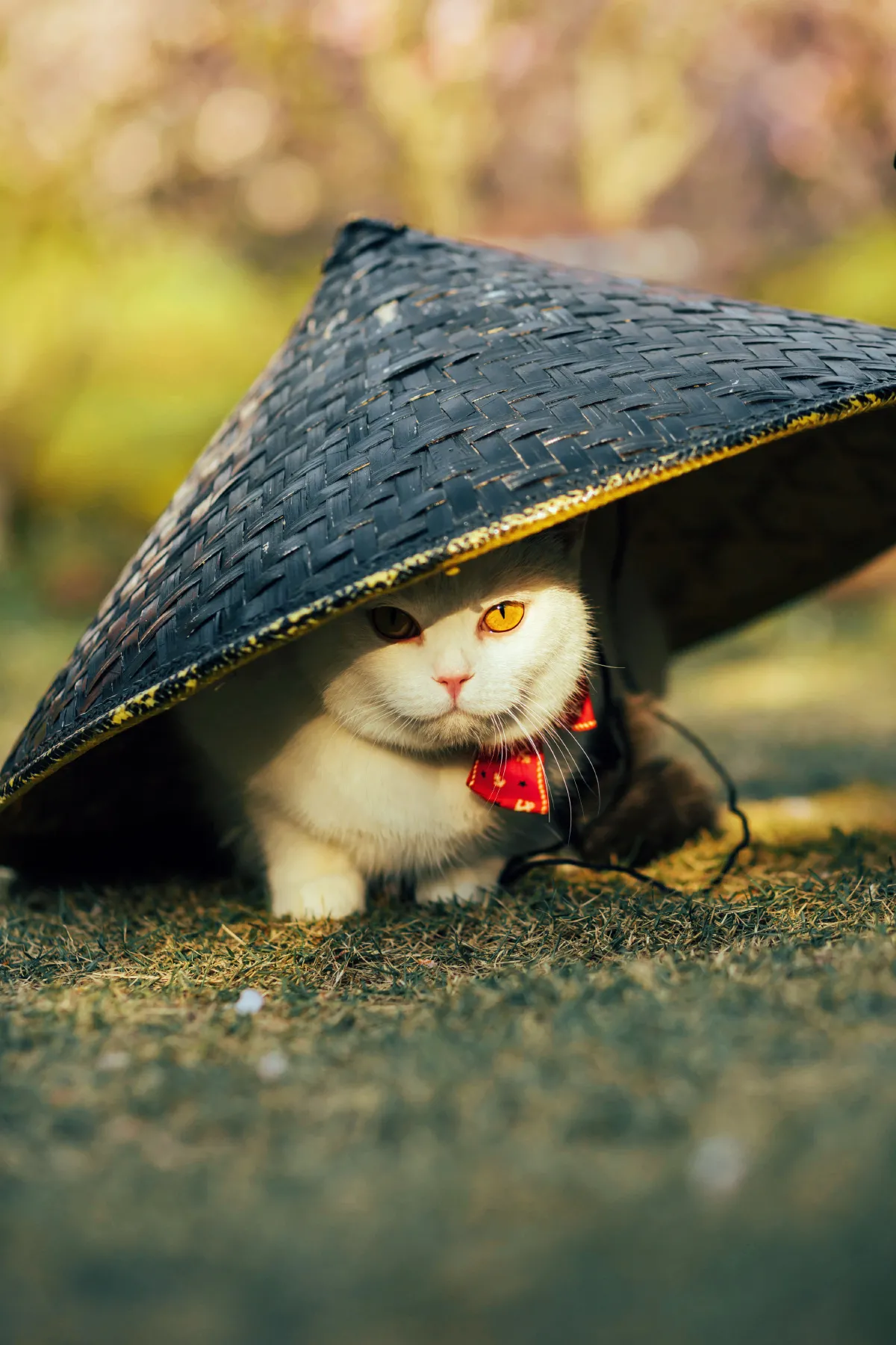 猫侍