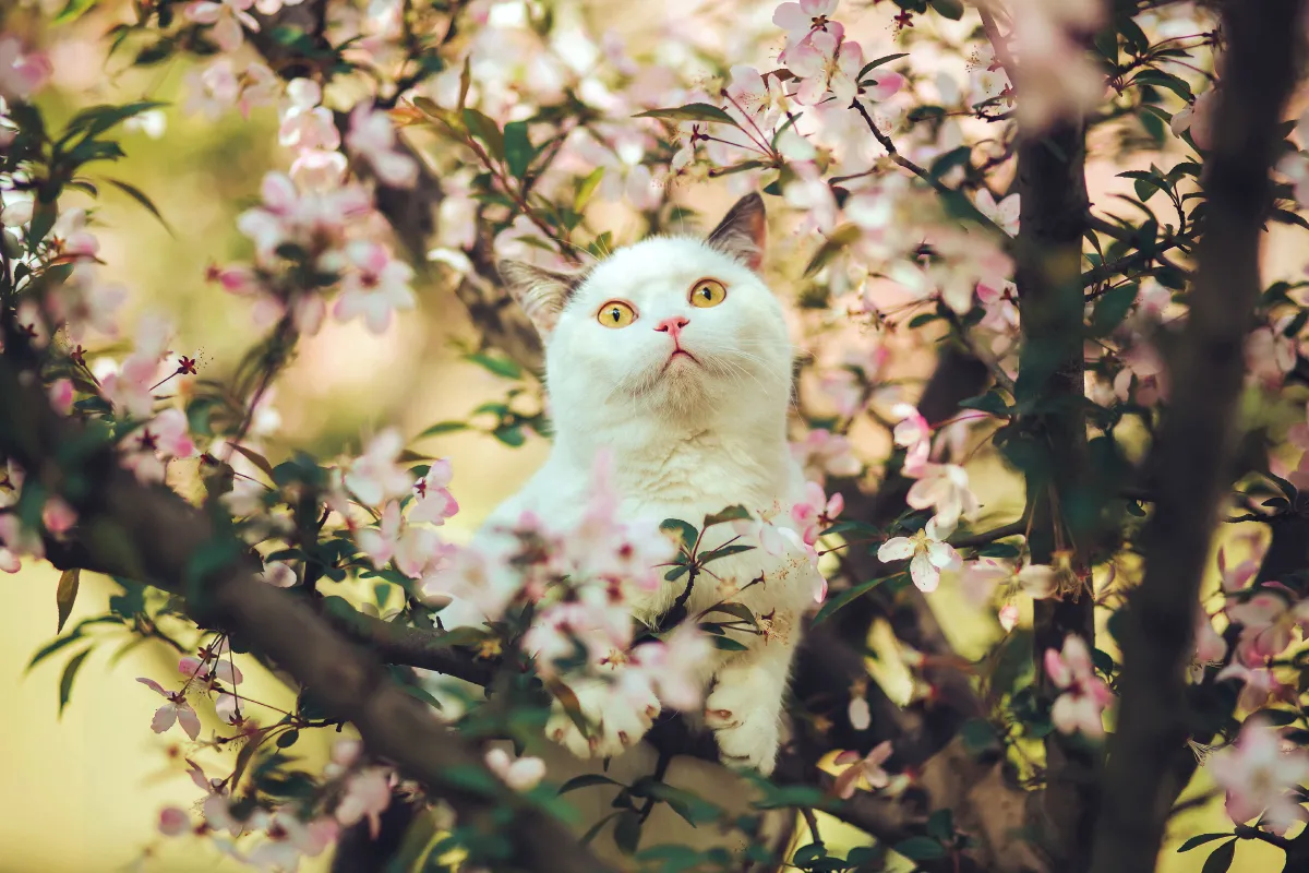 猫侍
