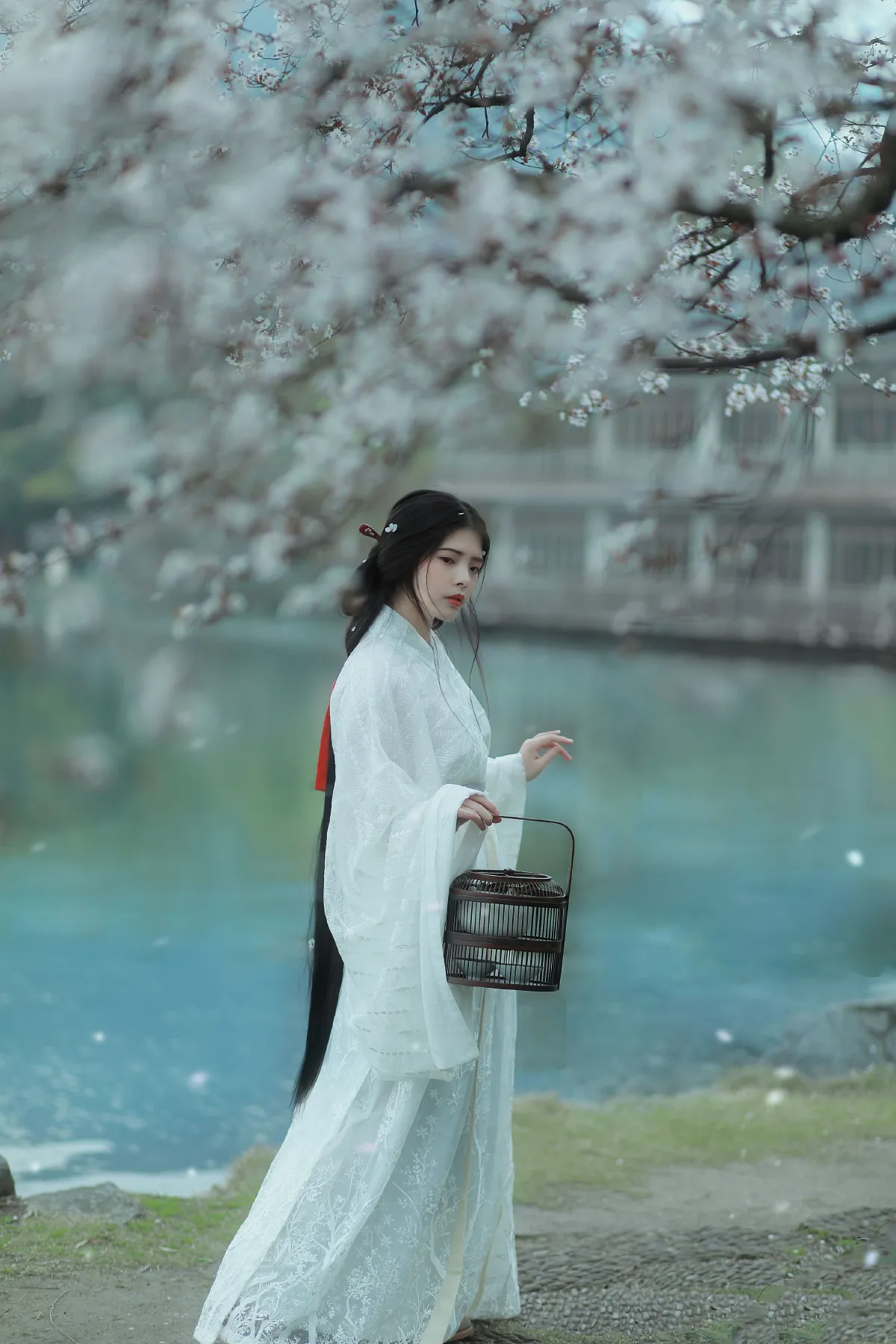 杏花雨