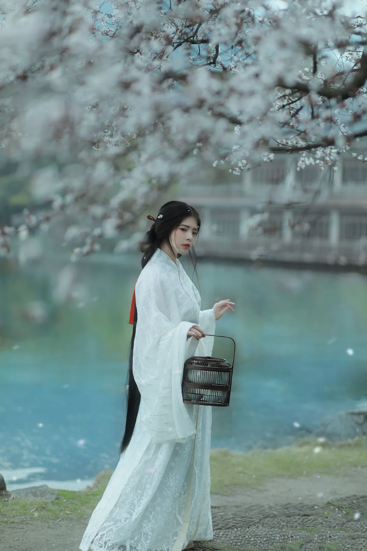 杏花雨1