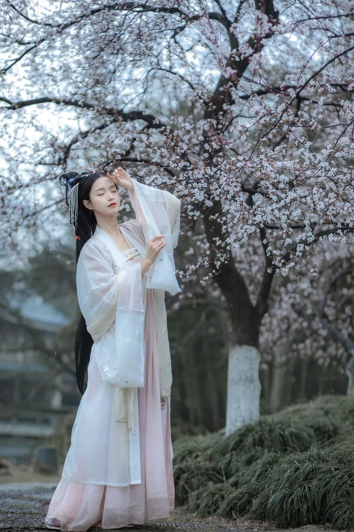 杏花雨