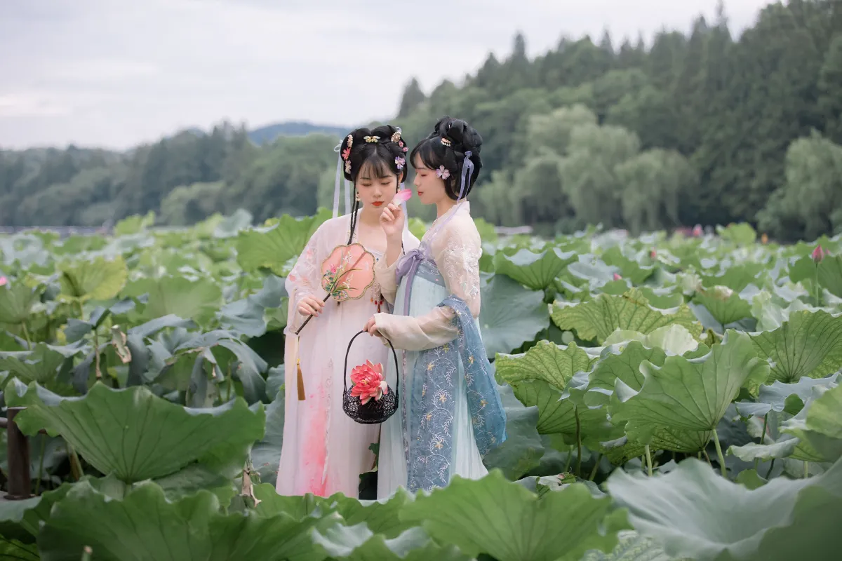 赏荷1