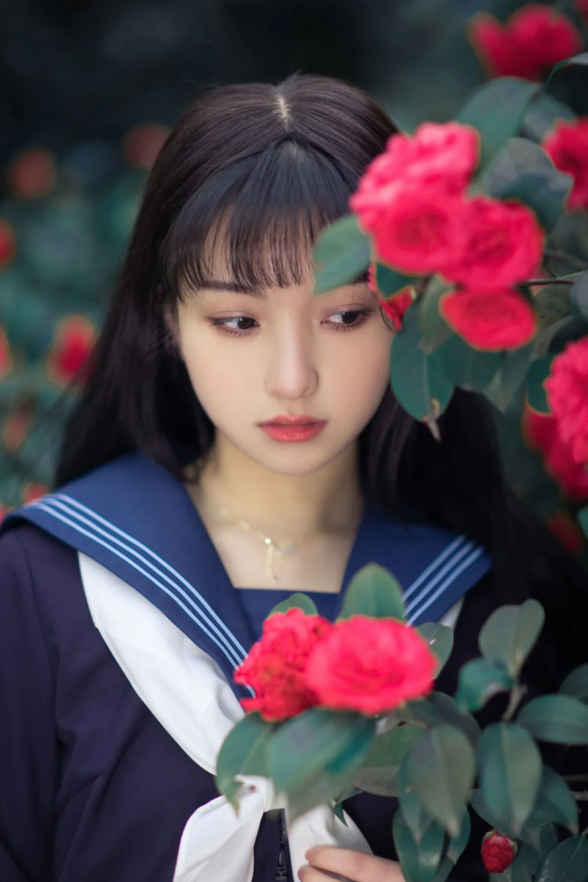 山茶1