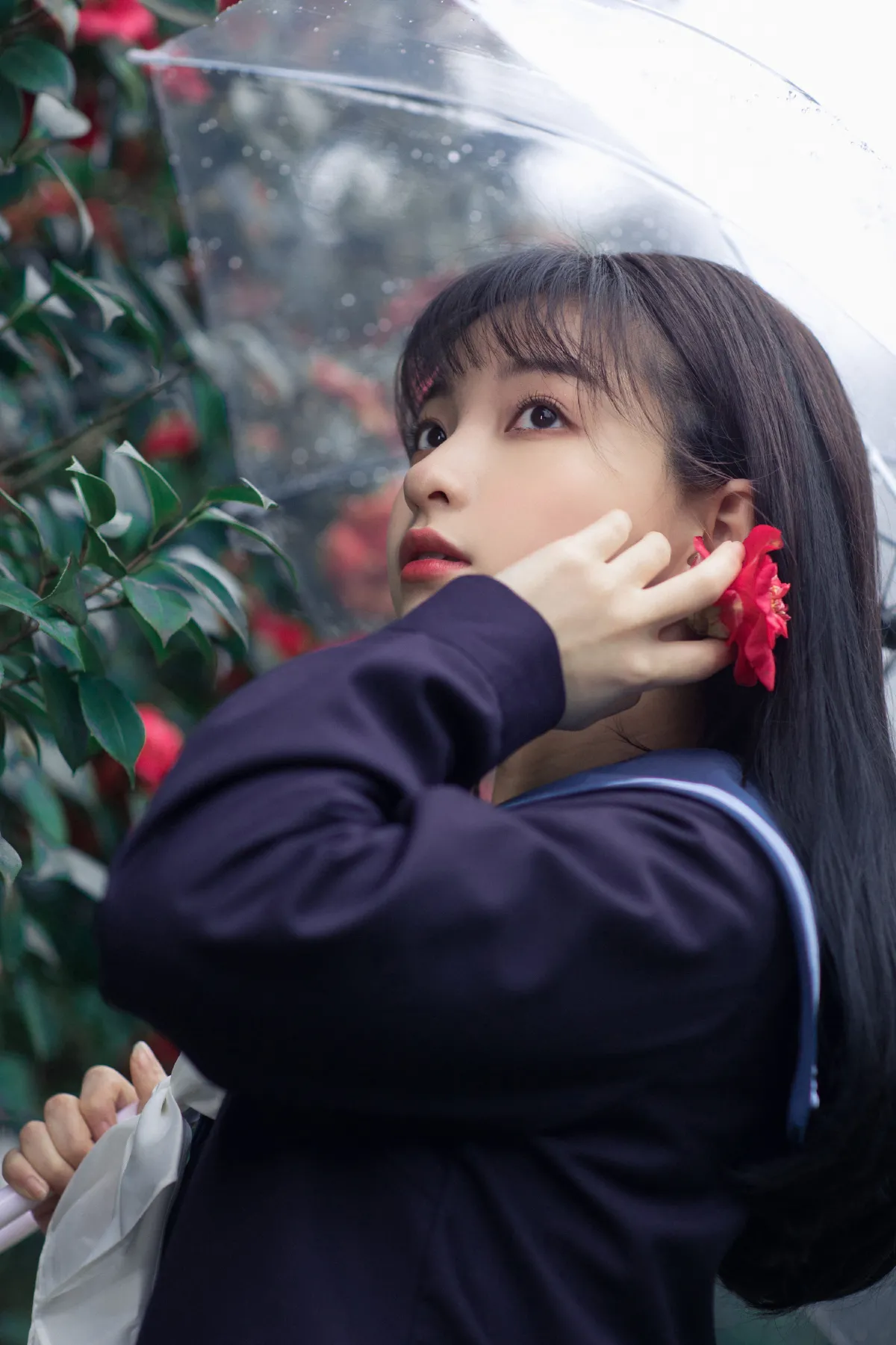山茶2