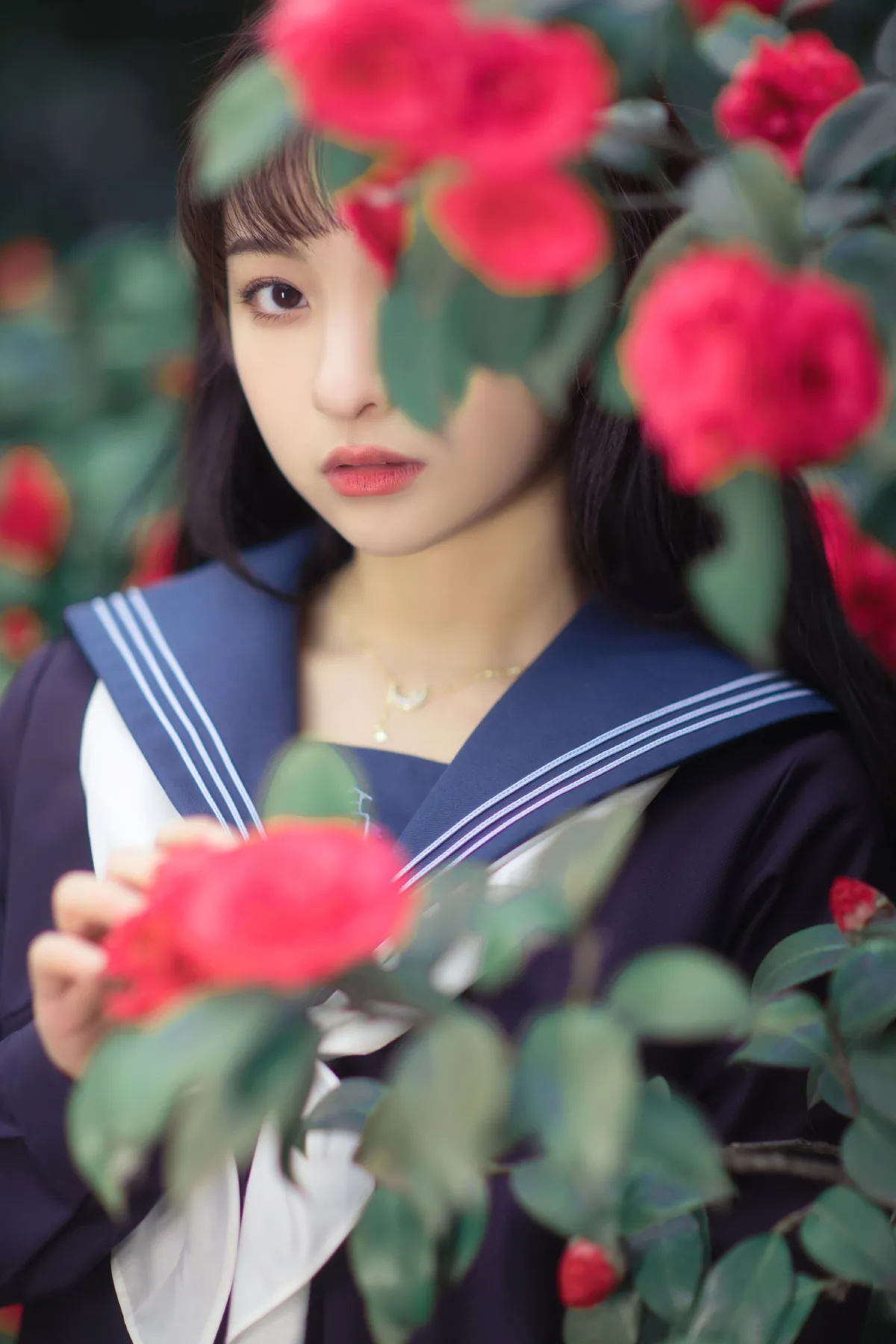 山茶