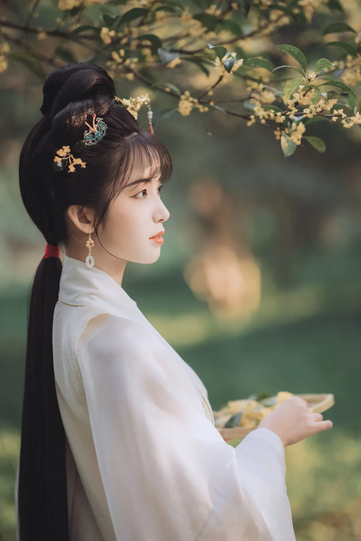 桂花酿1
