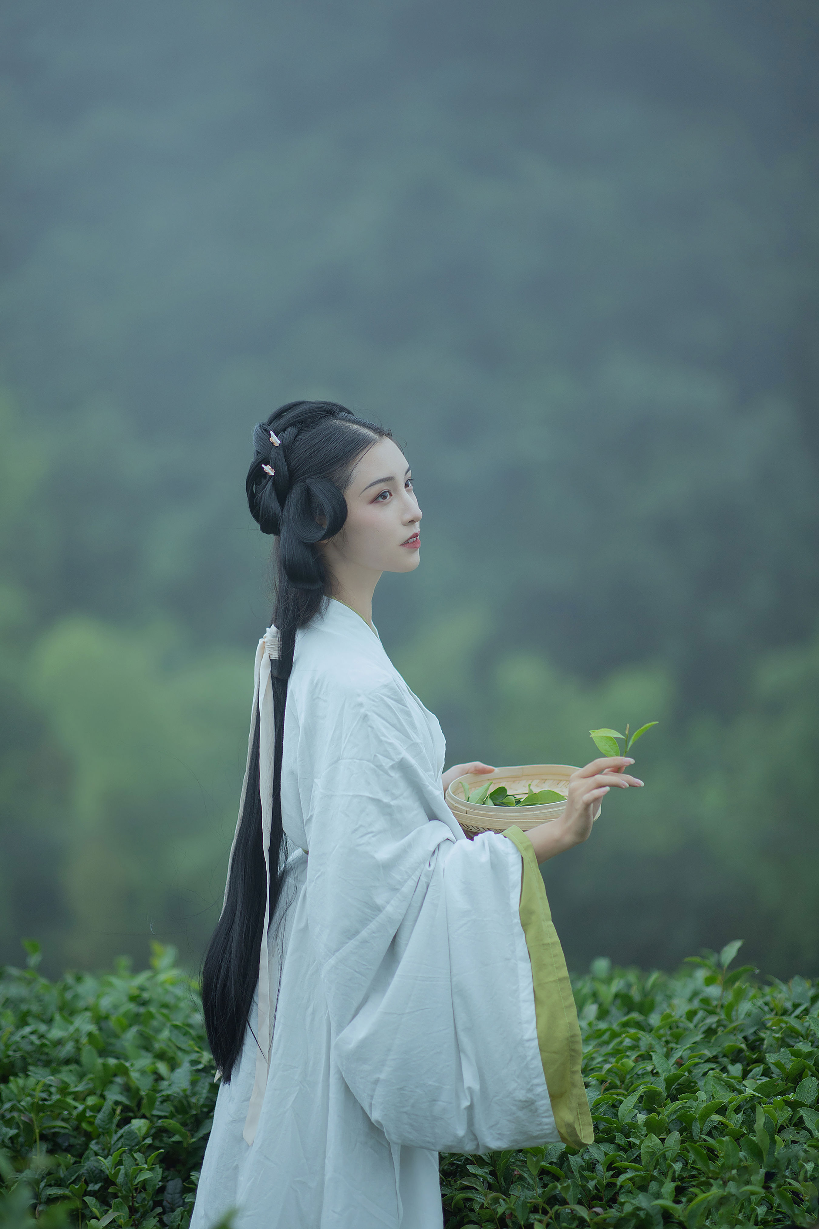 采茶女