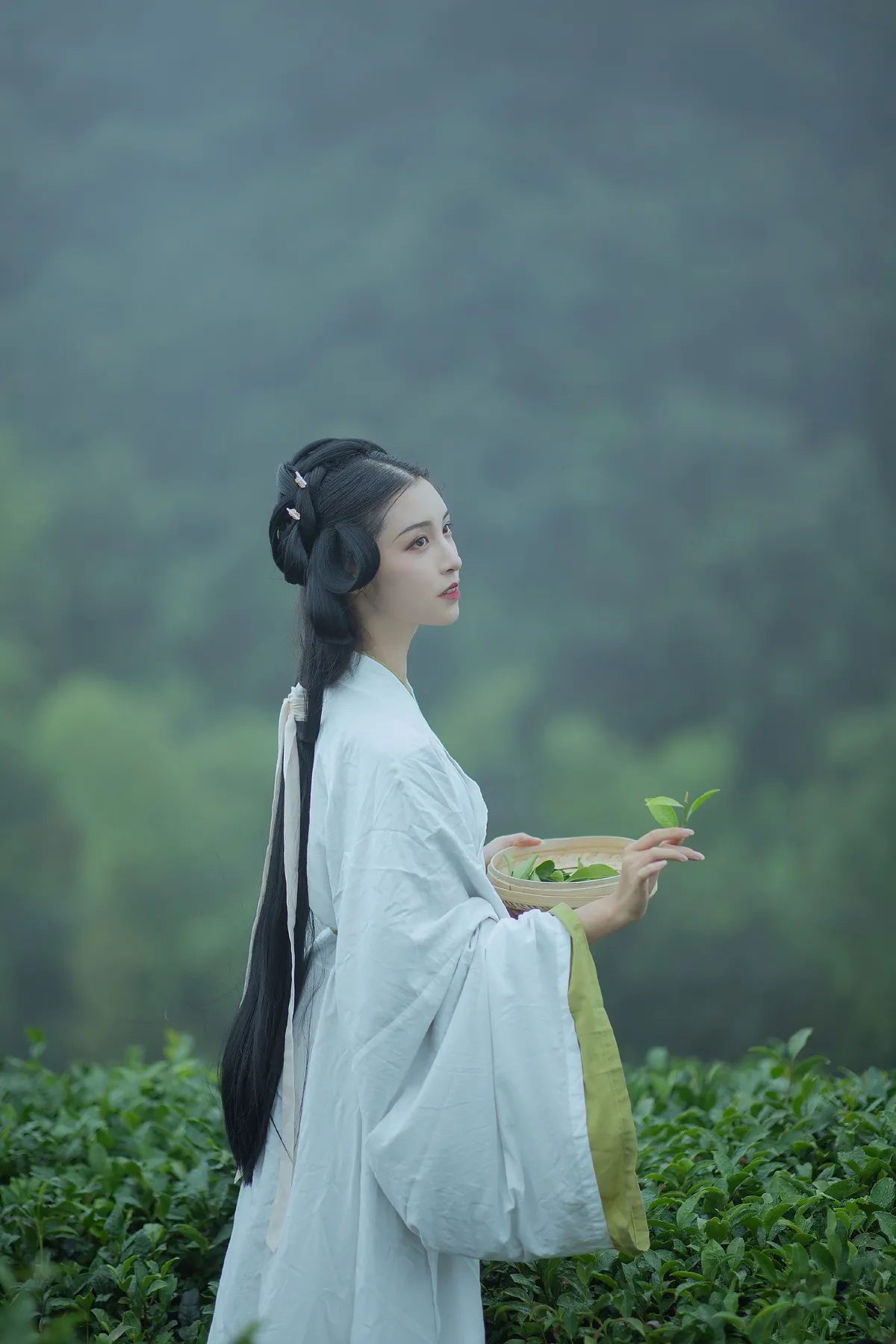 采茶女