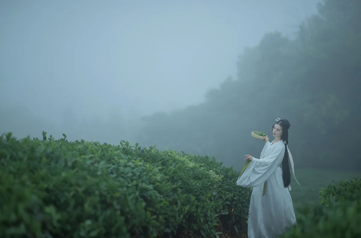 采茶女