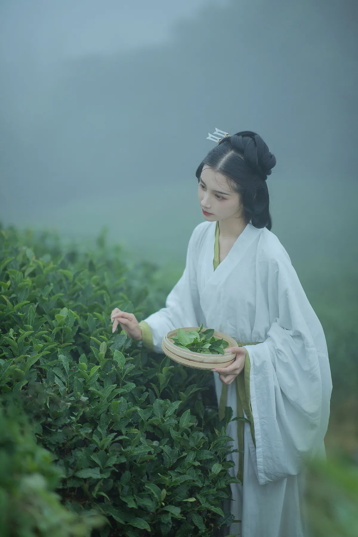 采茶女